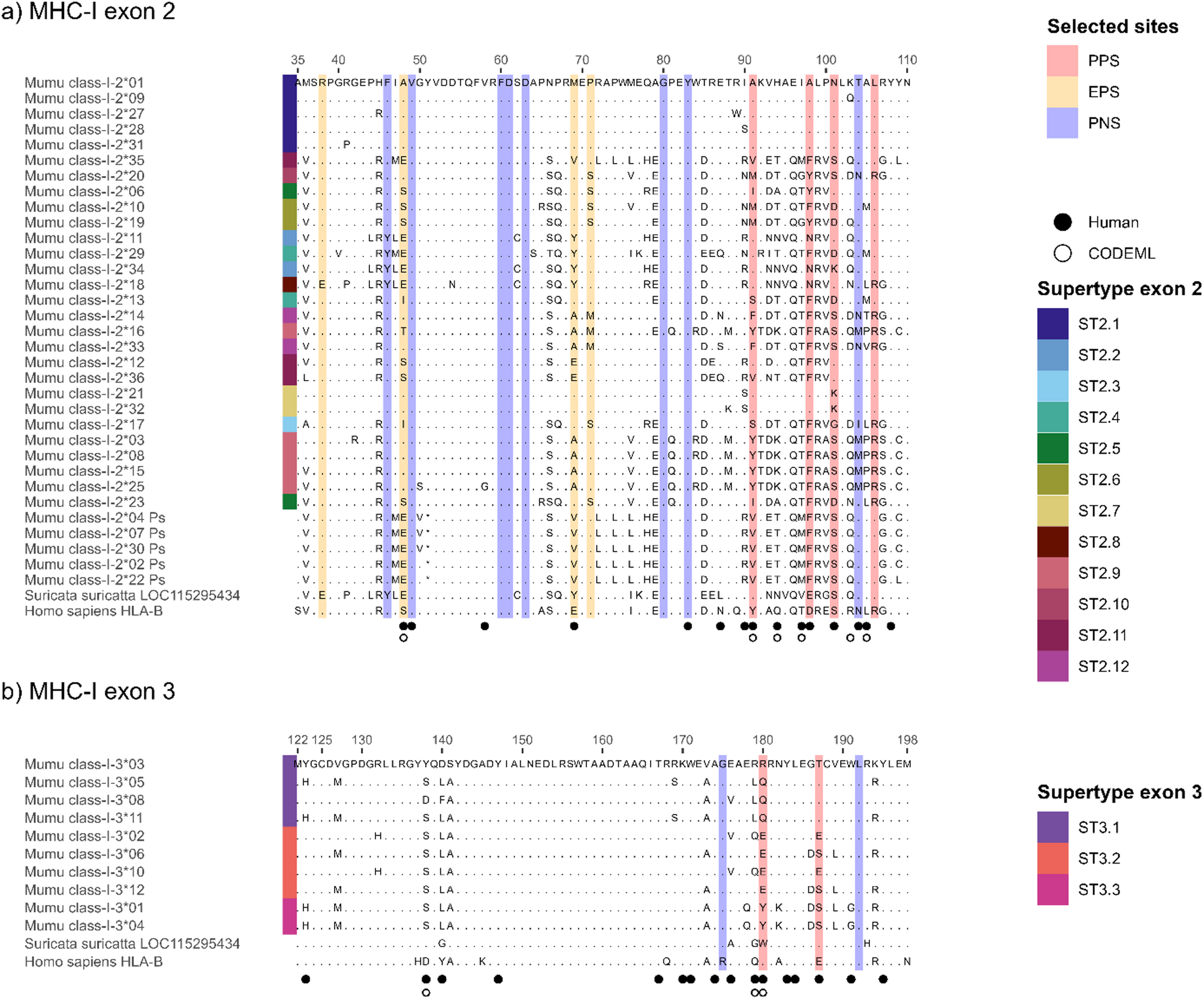 Inbreeding does not reduce major histocompatibility complex diversity in the banded mongoose | BMC Ecology and Evolution