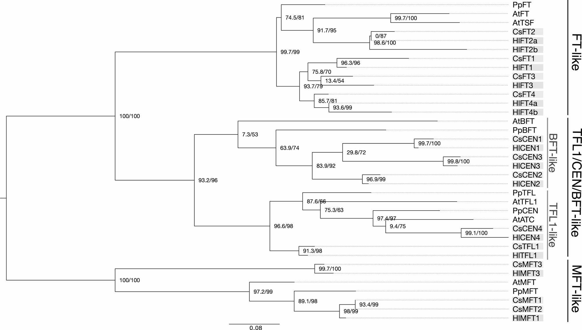 FT-like genes in Cannabis and hops: sex specific expression and copy-number variation may explain flowering time variation | BMC Genomics