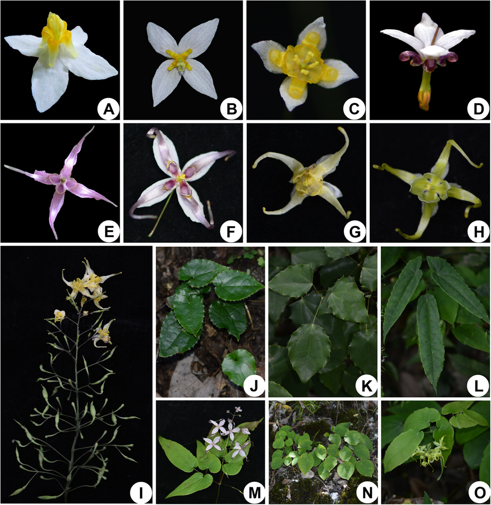Holistic approach for plant species circumscription integrating standard barcodes, chloroplast genomes, single-copy nuclear genes and micro-morphological data: a case study in Epimedium (Berberidaceae) | BMC Genomics