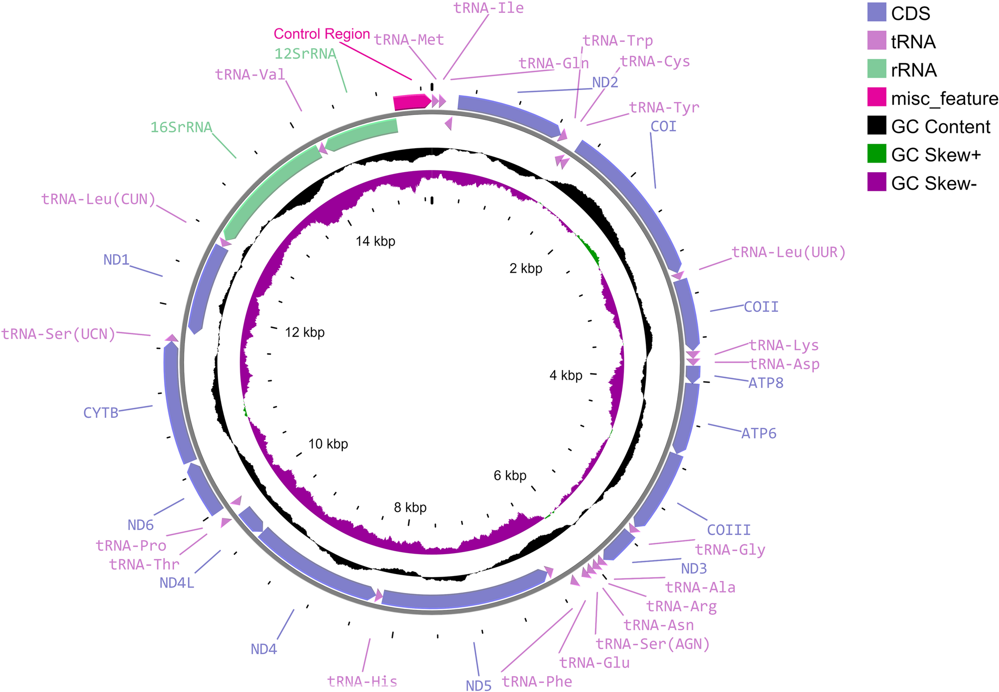 Next-generation sequencing, assembly, annotation, and phylogenomic analysis of the complete mitochondrial genome of the painted lady butterfly Vanessa cardui (Linnaeus, 1758) (Insecta: Lepidoptera: Nymphalidae) | BMC Genomics