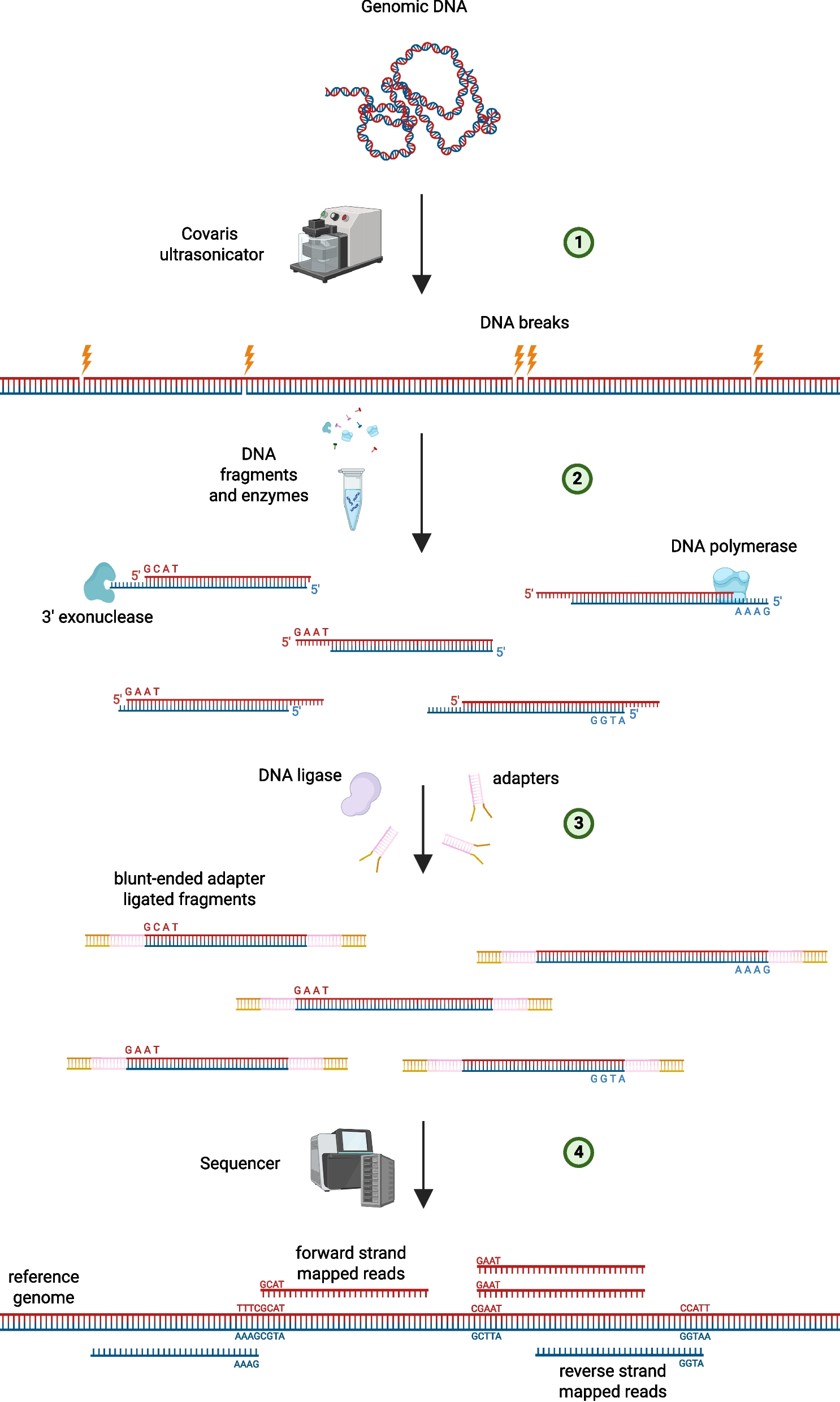 Predicting the methylation status of CpG islands from read distribution biases | BMC Genomics