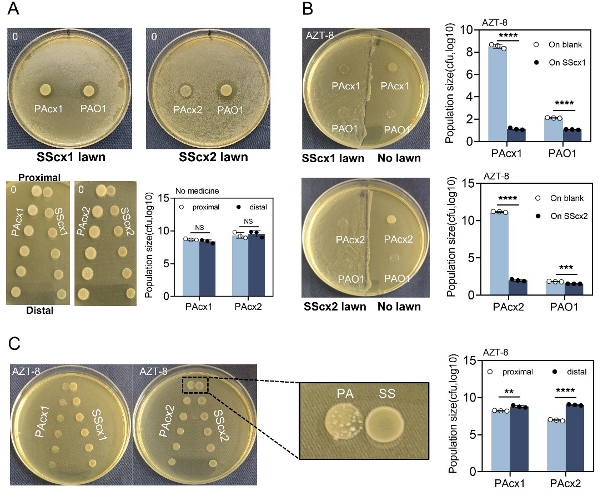 Aztreonam intervention recalibrates microbial interactions between Pseudomonas aeruginosa and Streptococcus salivarius | BMC Microbiology