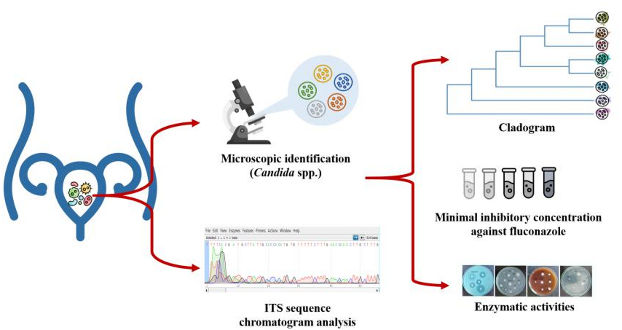 Fluconazole-resistant vulvovaginal candidiasis in reproductive-age women: a study from Himalayan country | BMC Microbiology