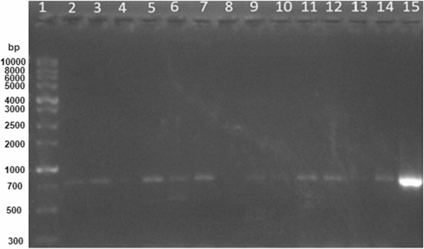 Quorum quenching by endophytic Bacillus cereus AL1: a lactonase-based anti-virulence strategy against Pseudomonas aeruginosa | BMC Microbiology
