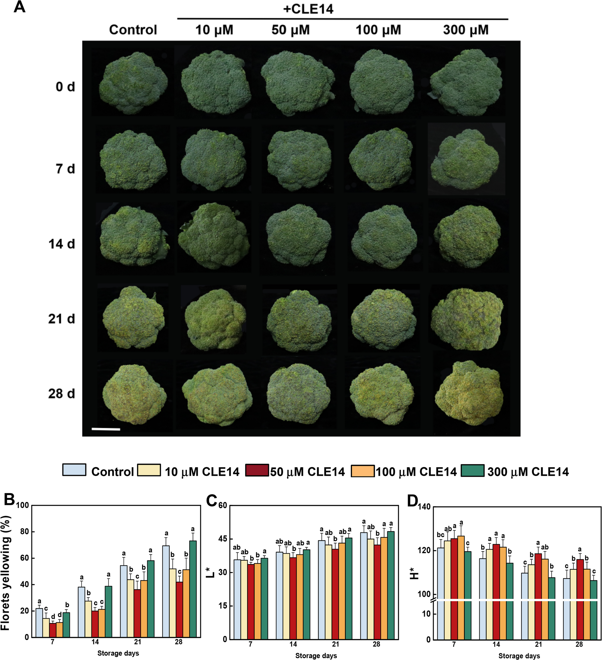 CLE14 peptide delays broccoli senescence by regulating chlorophyll metabolism and reactive oxygen species homeostasis | BMC Plant Biology