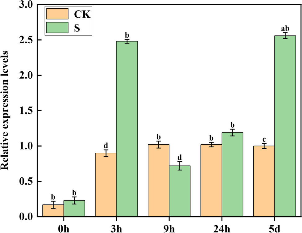 Transcriptomic analysis reveals the role of the molybdate transporter2 in mediating nitrate stress tolerance in tomato seedlings | BMC Plant Biology