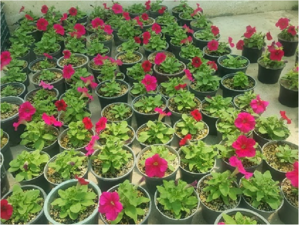 Mitigation of alkaline stress and iron deficiency in Petunia hybrida through resveratrol-induced physiological and nutrient responses | BMC Plant Biology