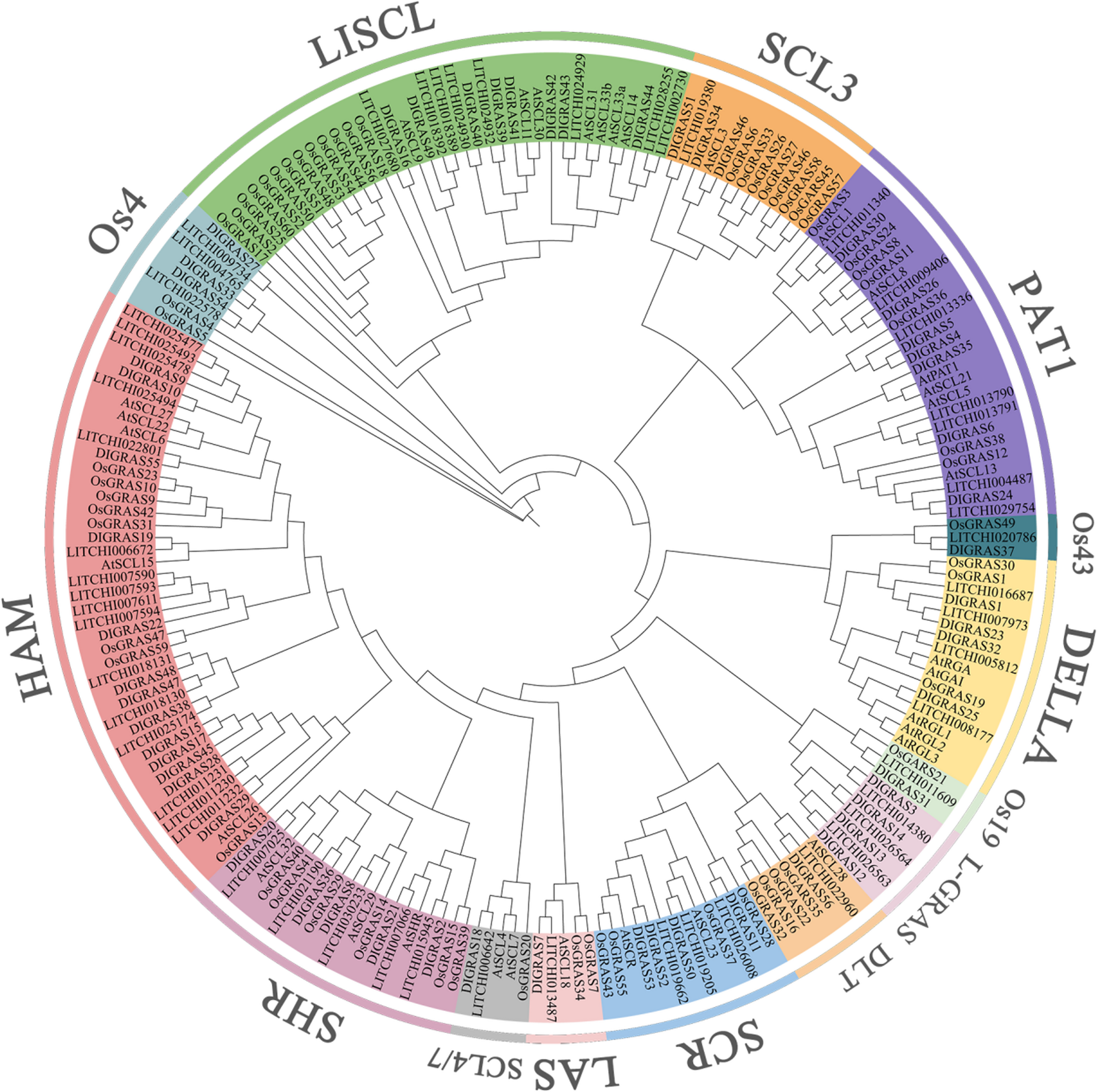 Exploration of the GRAS family in Dimocarpus longan: identification, characterization, expression analysis and DlGRAS24 role in flowering time | BMC Plant Biology