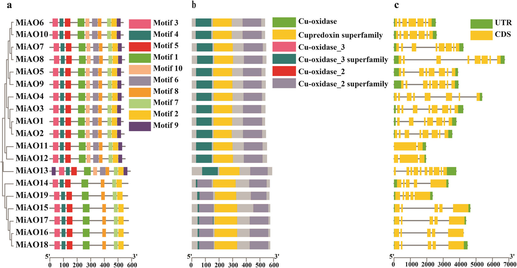 A genome-wide analysis of ascorbate oxidase gene family and hormonal activity in mango exposed to enhanced UV-B radiation | BMC Plant Biology