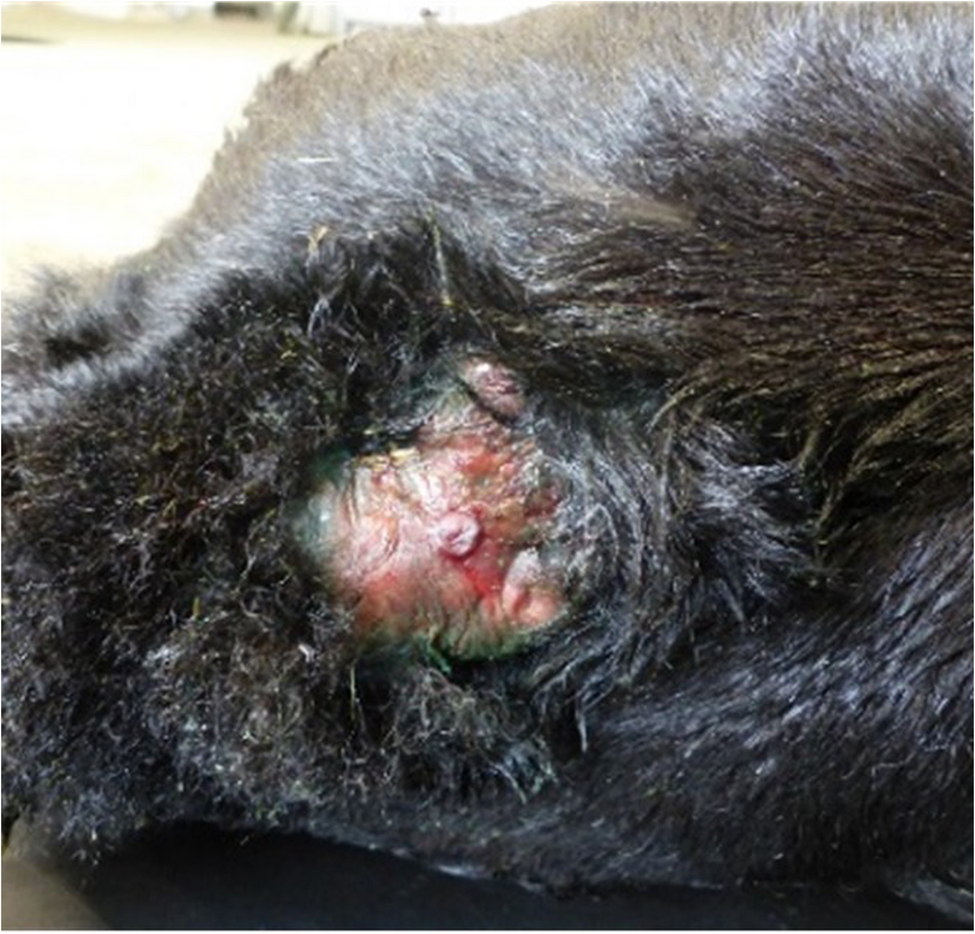 Spina bifida, diplomyelia, and Chiari-like malformation in an Aberdeen Angus calf | BMC Veterinary Research