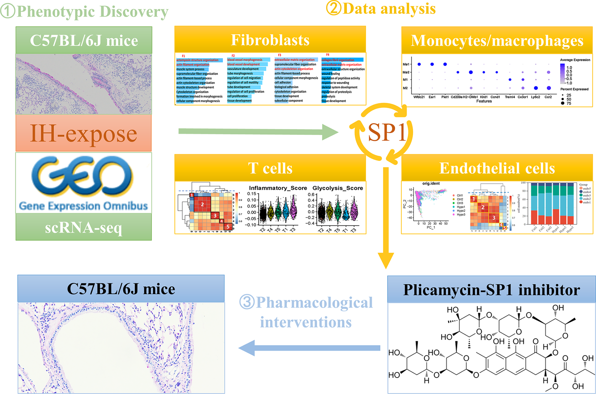 Single-cell landscape of mouse lungs exposed to intermittent hypoxia | Respiratory Research