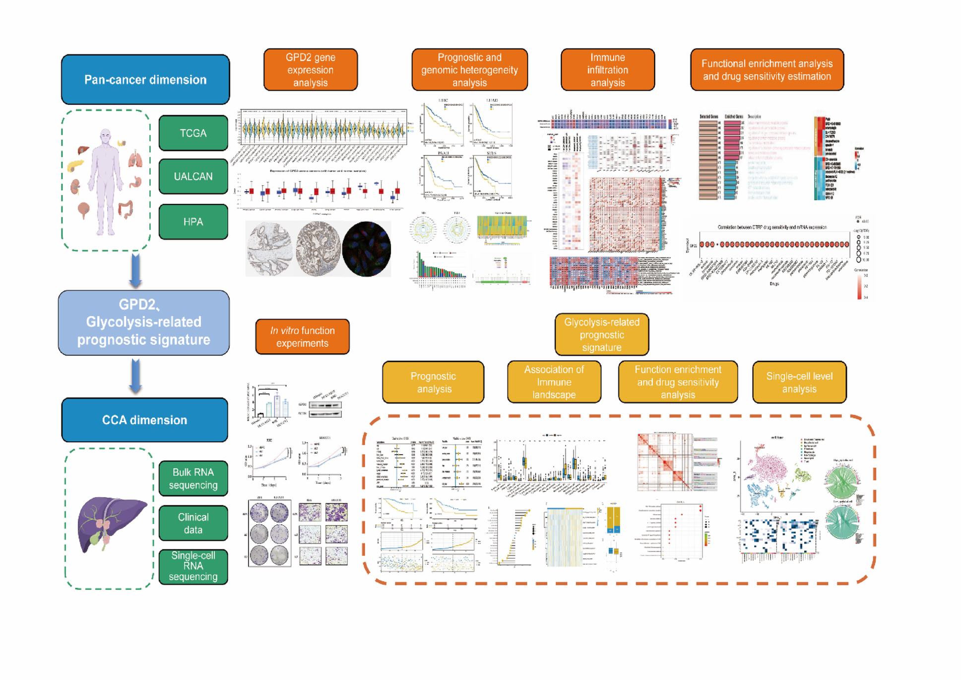 The role of GPD2 and glycolysis-related genes in cholangiocarcinoma: insights into prognostic biomarkers and tumor-immune interactions | Cancer Cell International
