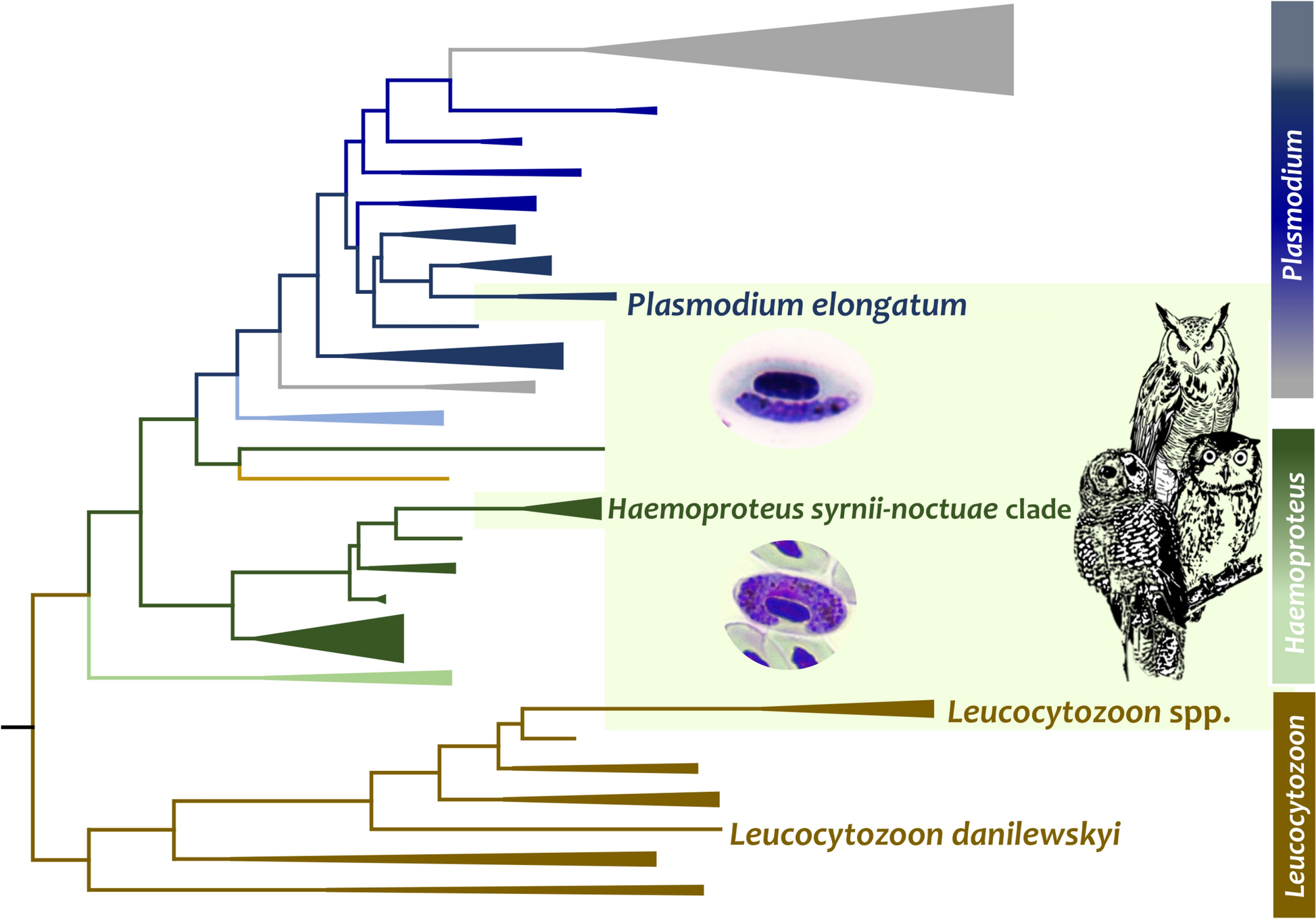 Haemoproteus syrnii and other haemosporidians infecting owls from North America | Malaria Journal