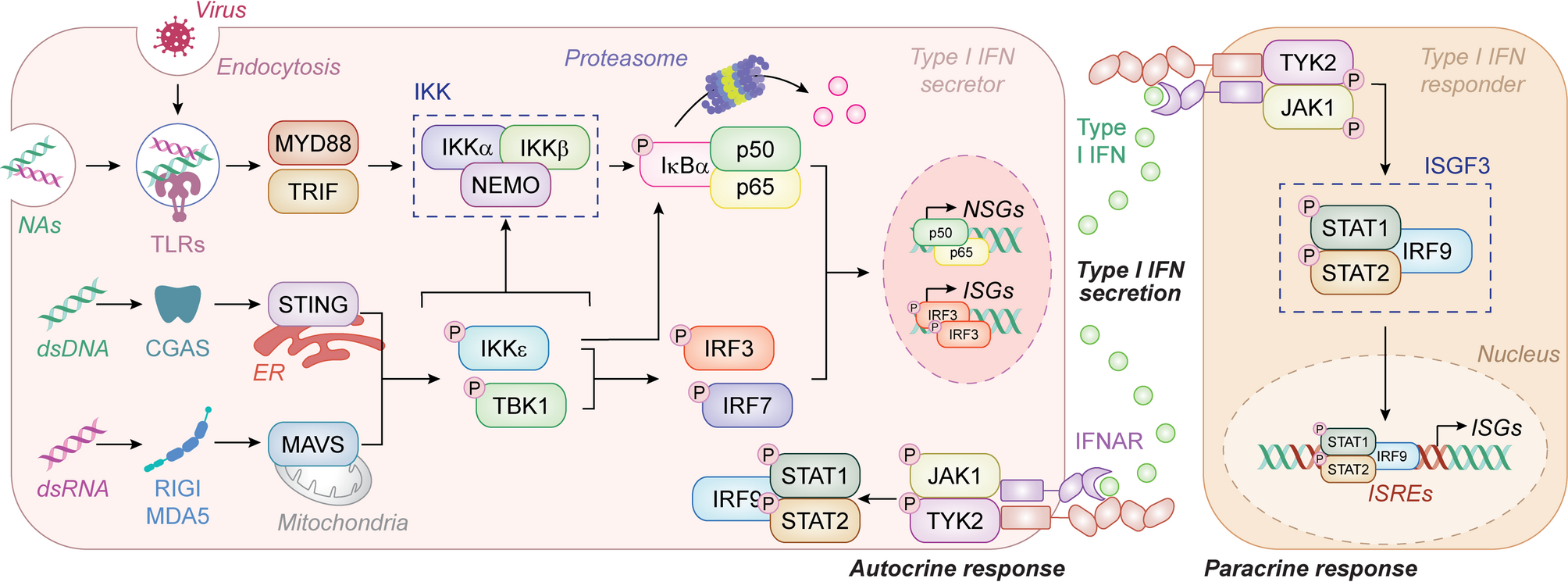 Context-dependent impact of type I interferon signaling in cancer | Molecular Cancer