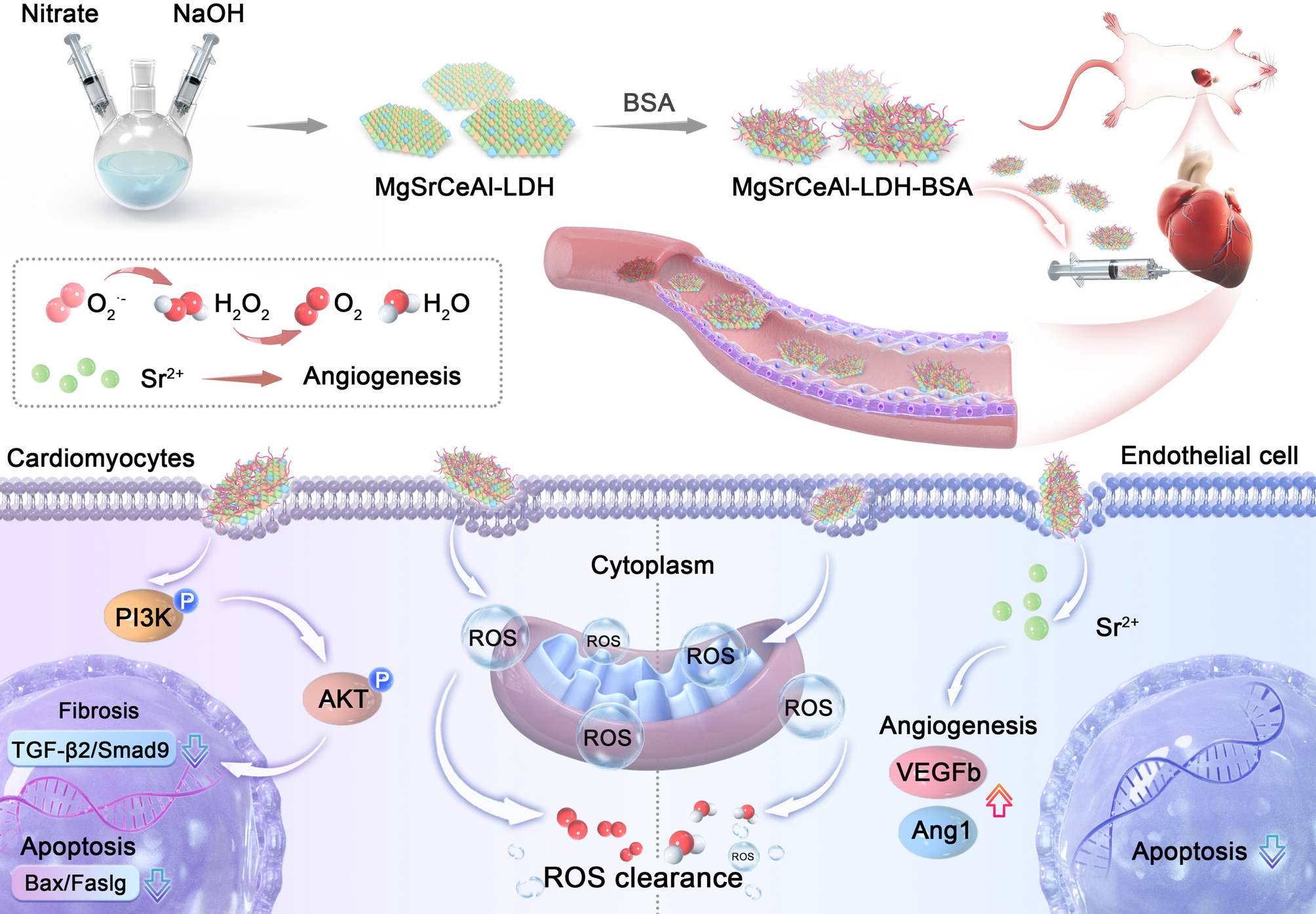 Dual-function MgSrCeAl-LDH nanosheets enable both ROS clearance and enhanced angiogenesis for myocardial ischemia/reperfusion injury therapy | Journal of Nanobiotechnology