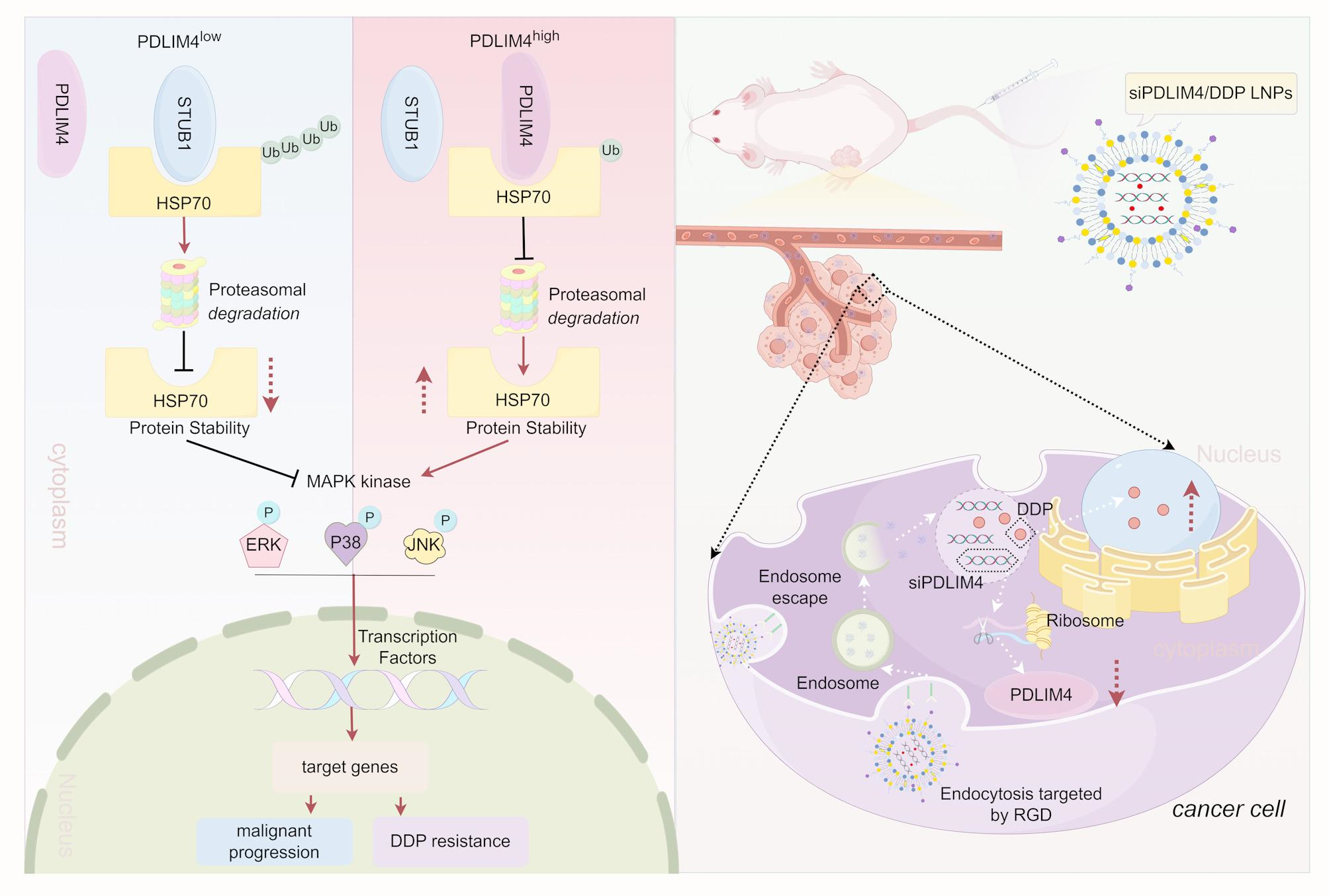 PDLIM4 drives gastric cancer malignant progression and cisplatin resistance by inhibiting HSP70 ubiquitination and degradation via competitive interaction with STUB1 | Journal of Nanobiotechnology