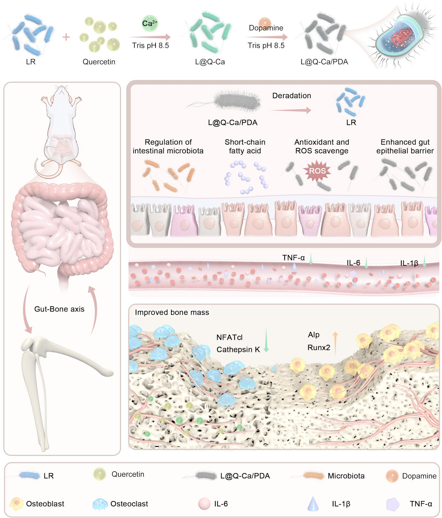 Orally administered degradable nanoarmor-assisted probiotics for remodeling the gut microenvironment and treating osteoporosis | Journal of Nanobiotechnology