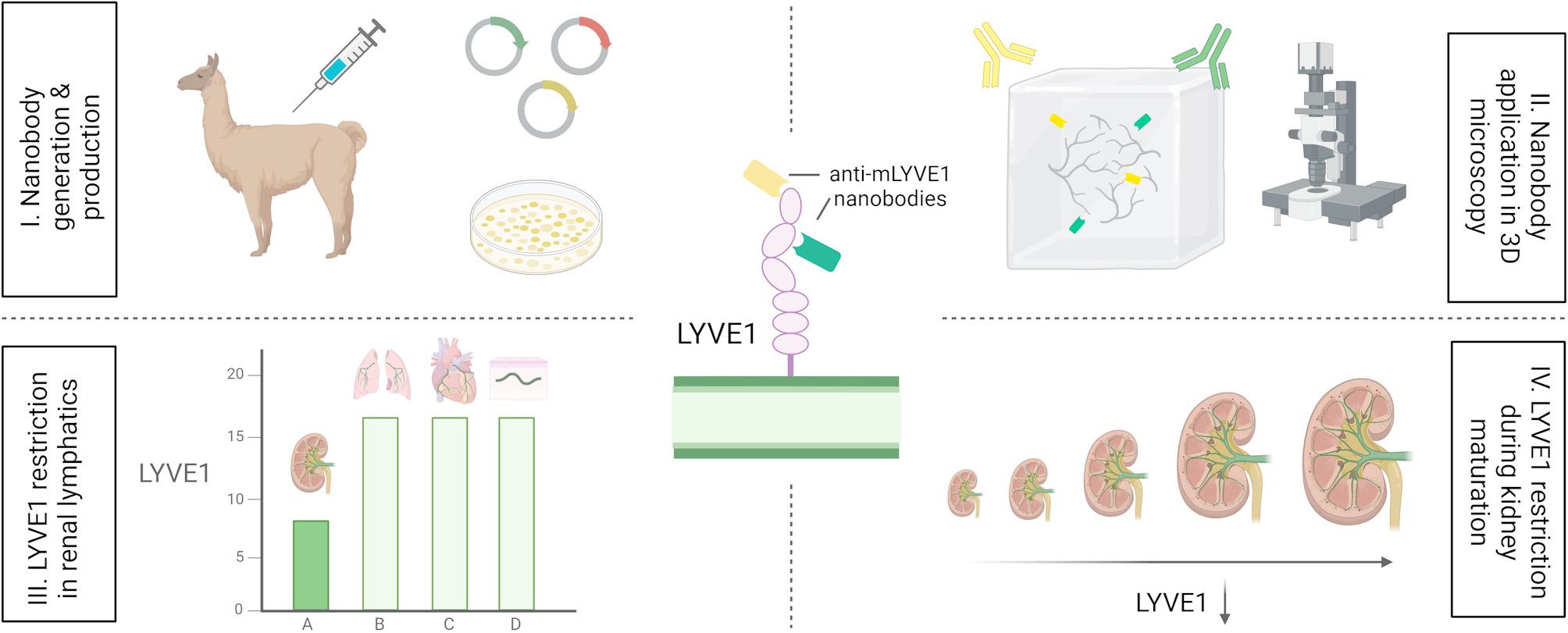 Nanobody Immunolabelling and three-dimensional imaging reveals spatially restricted LYVE1 expression by kidney lymphatic vessels in mice | Journal of Nanobiotechnology