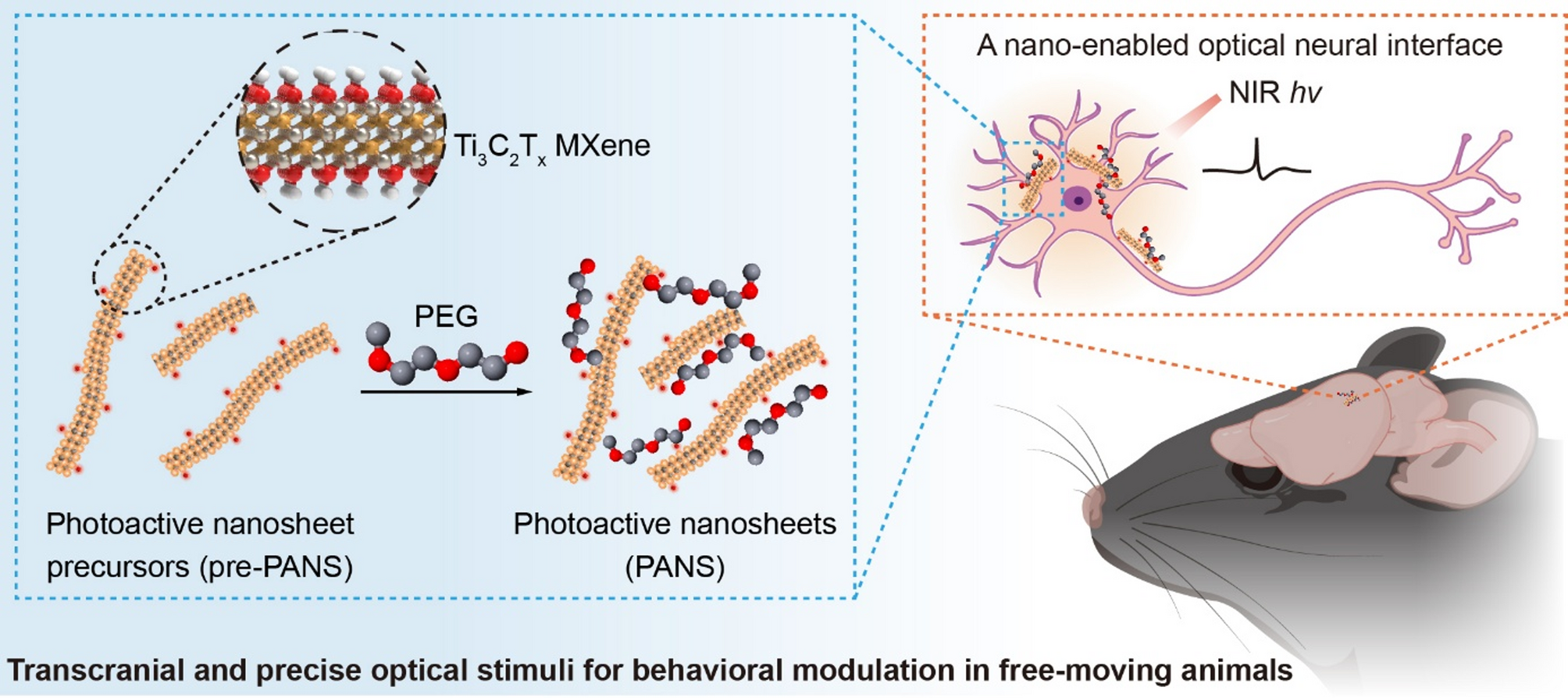 Transcranial and precise optical neuromodulation mediated by NIR photoactive nanosheets | Journal of Nanobiotechnology
