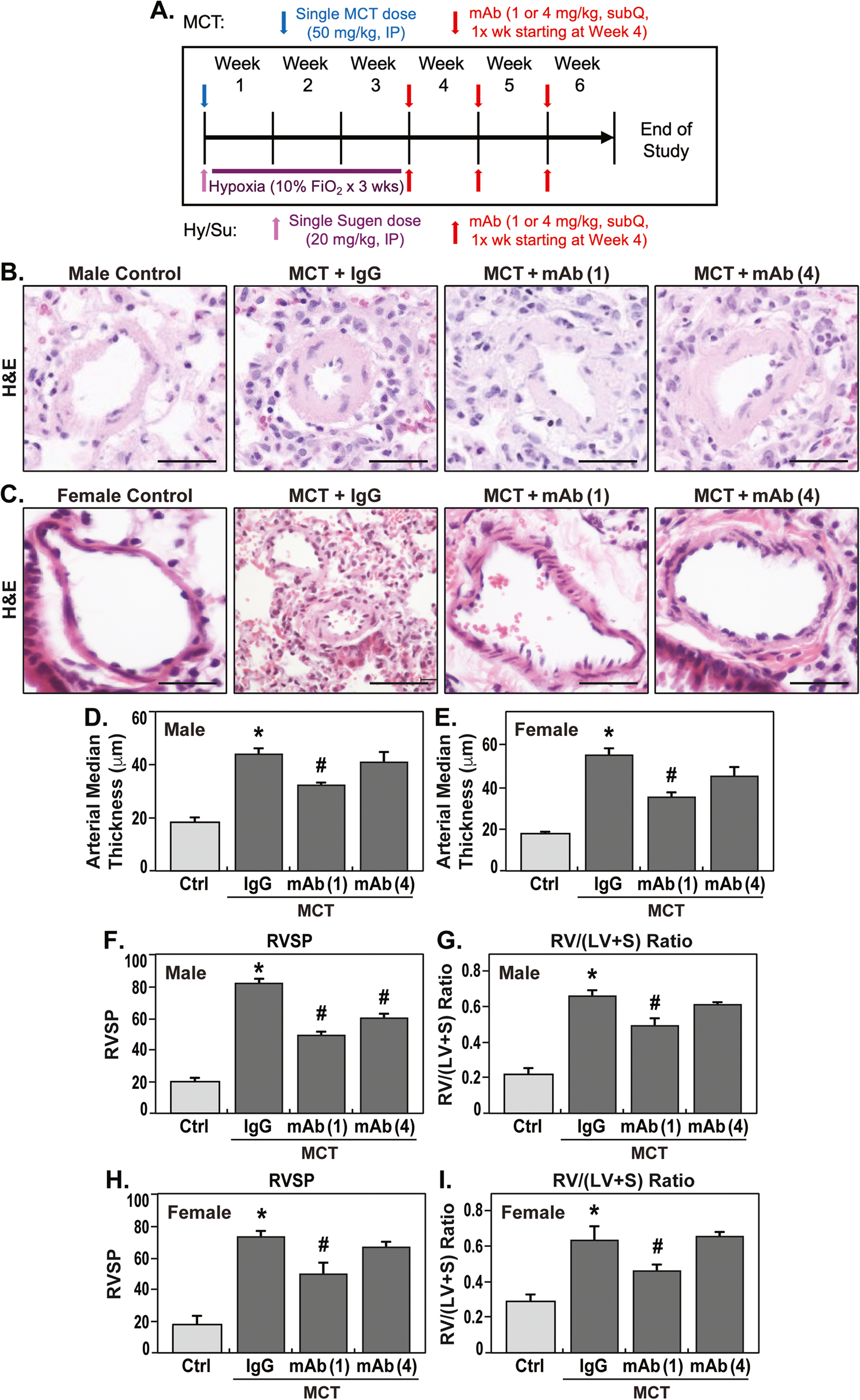 eNAMPT/TLR4 signaling drives PAH cellular phenotypic switching and lung vascular remodeling | Cell Communication and Signaling