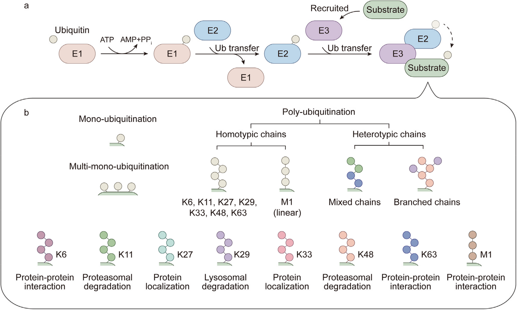 F-box proteins in cancer: from cancer cells to the tumor microenvironment | Cell Communication and Signaling