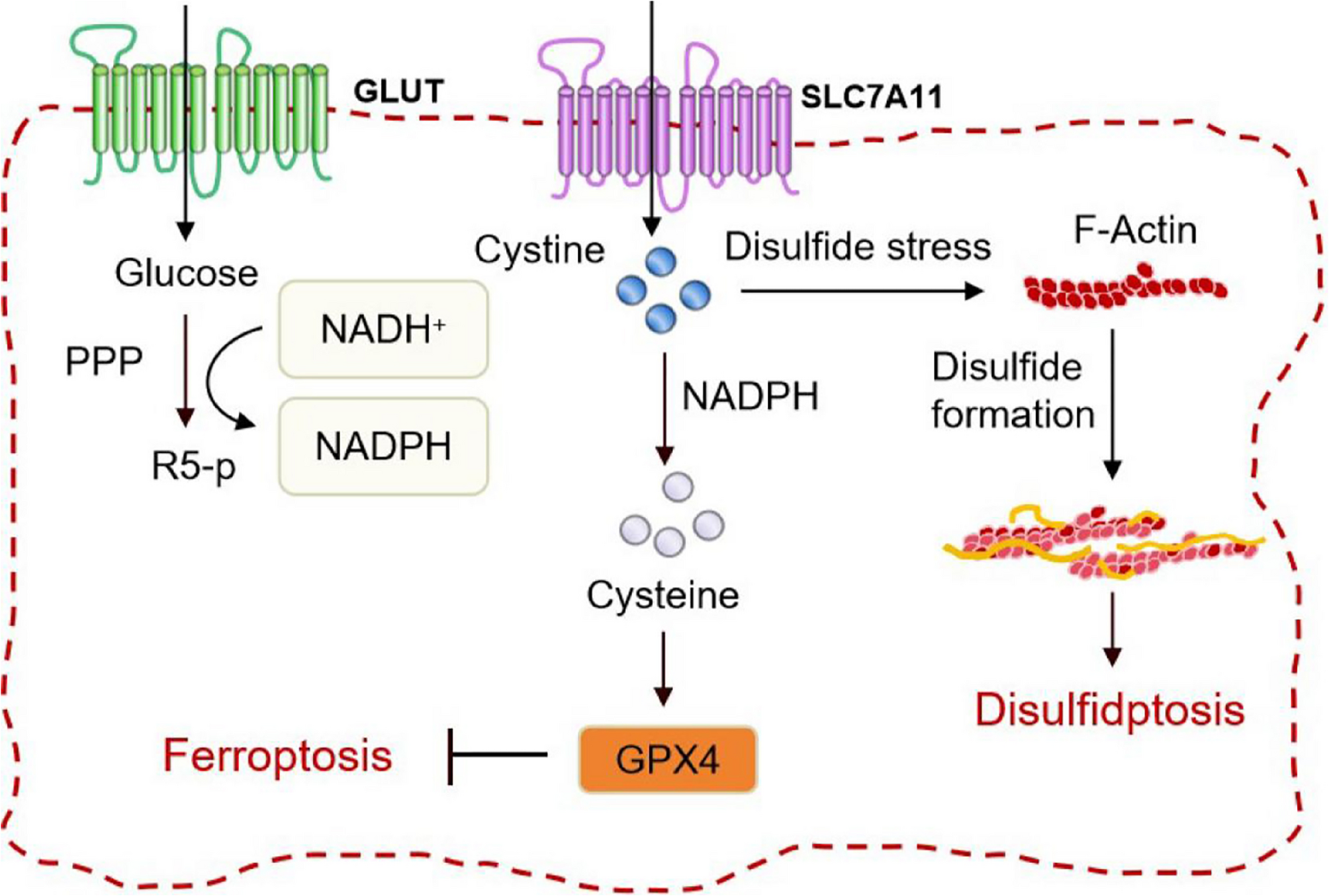 SLC7A11 as a bridge between ferroptosis and disulfidptosis: a promising target for tumor treatment | Cell Communication and Signaling