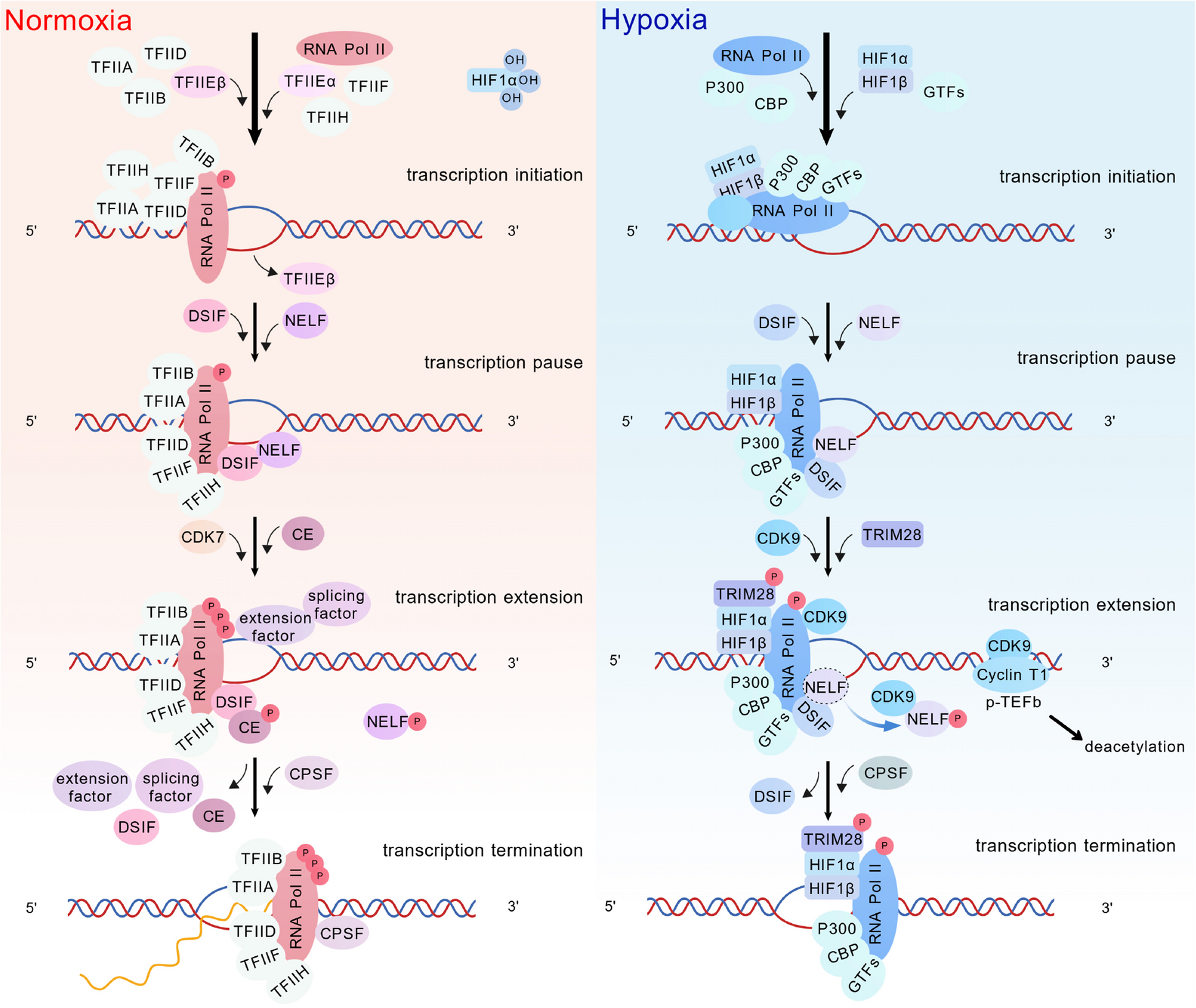 Hypoxia-mediated regulation of mRNA metabolism: from transcription to stability | Cell Communication and Signaling