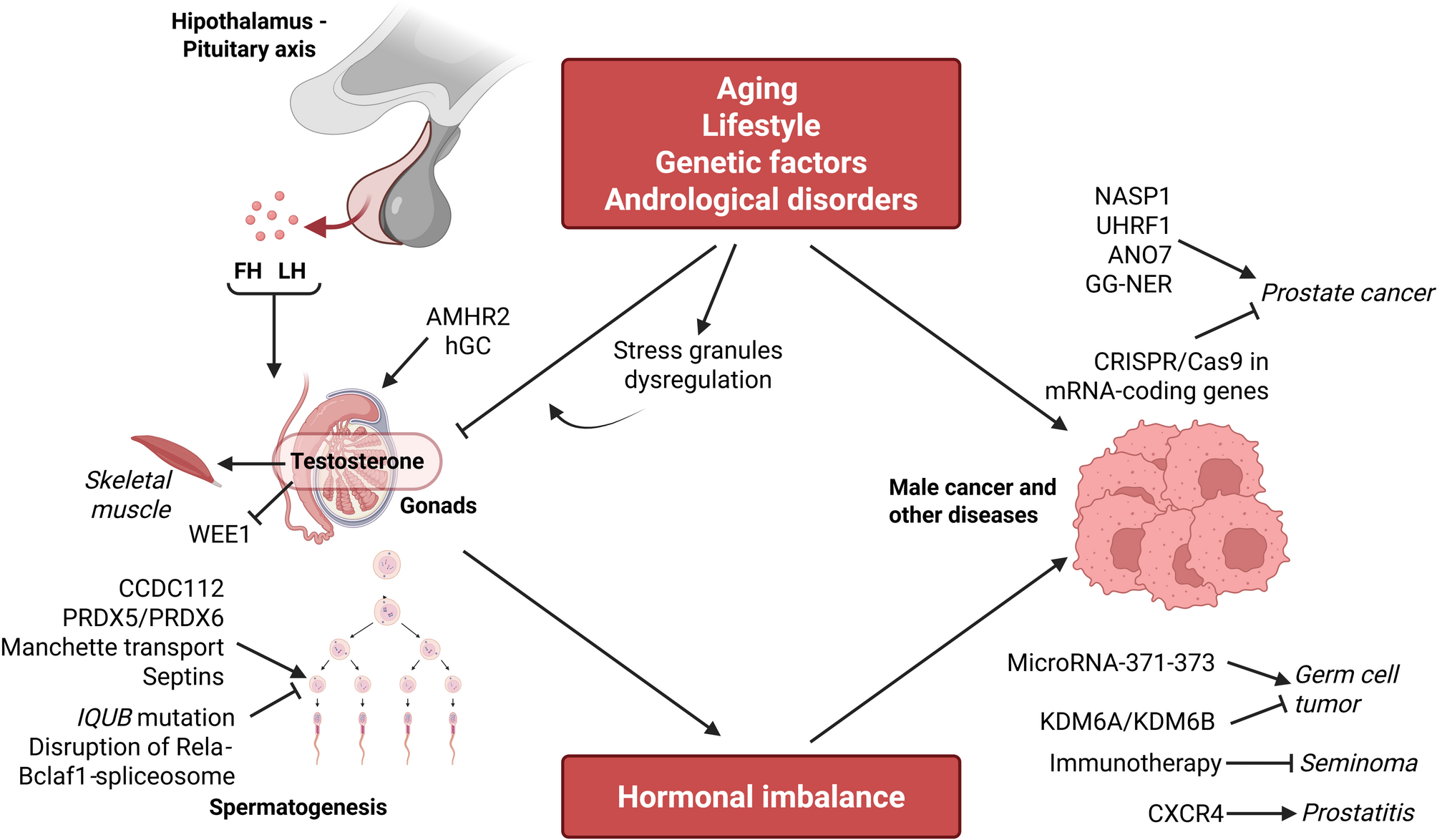 Mechanisms and etiology of male health disorders: hormones, cancer, and fertility | Cell Communication and Signaling