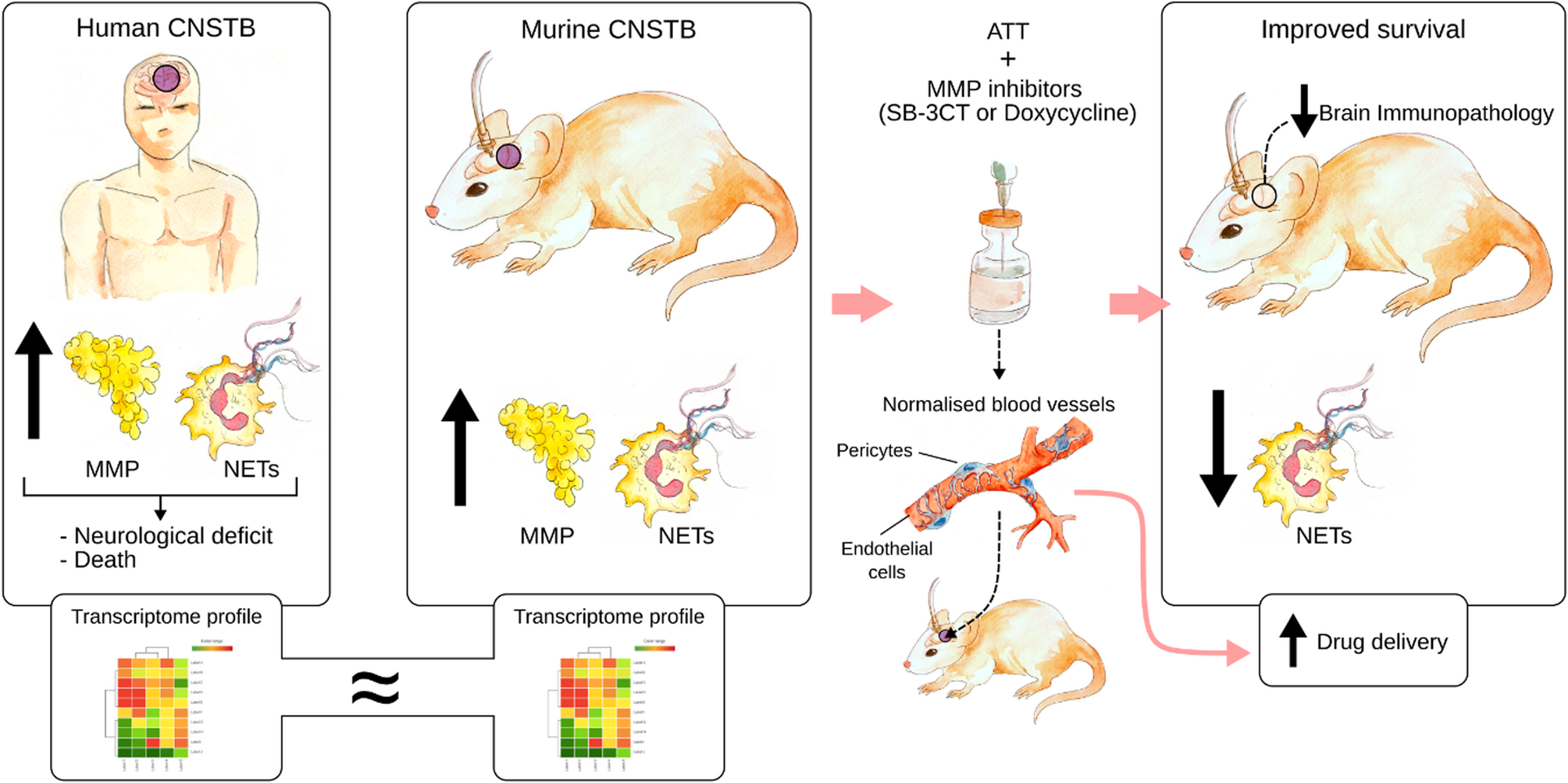 MMPs and NETs are detrimental in CNS-tuberculosis with MMP Inhibition in CNS-tuberculosis mice improving survival | Journal of Neuroinflammation