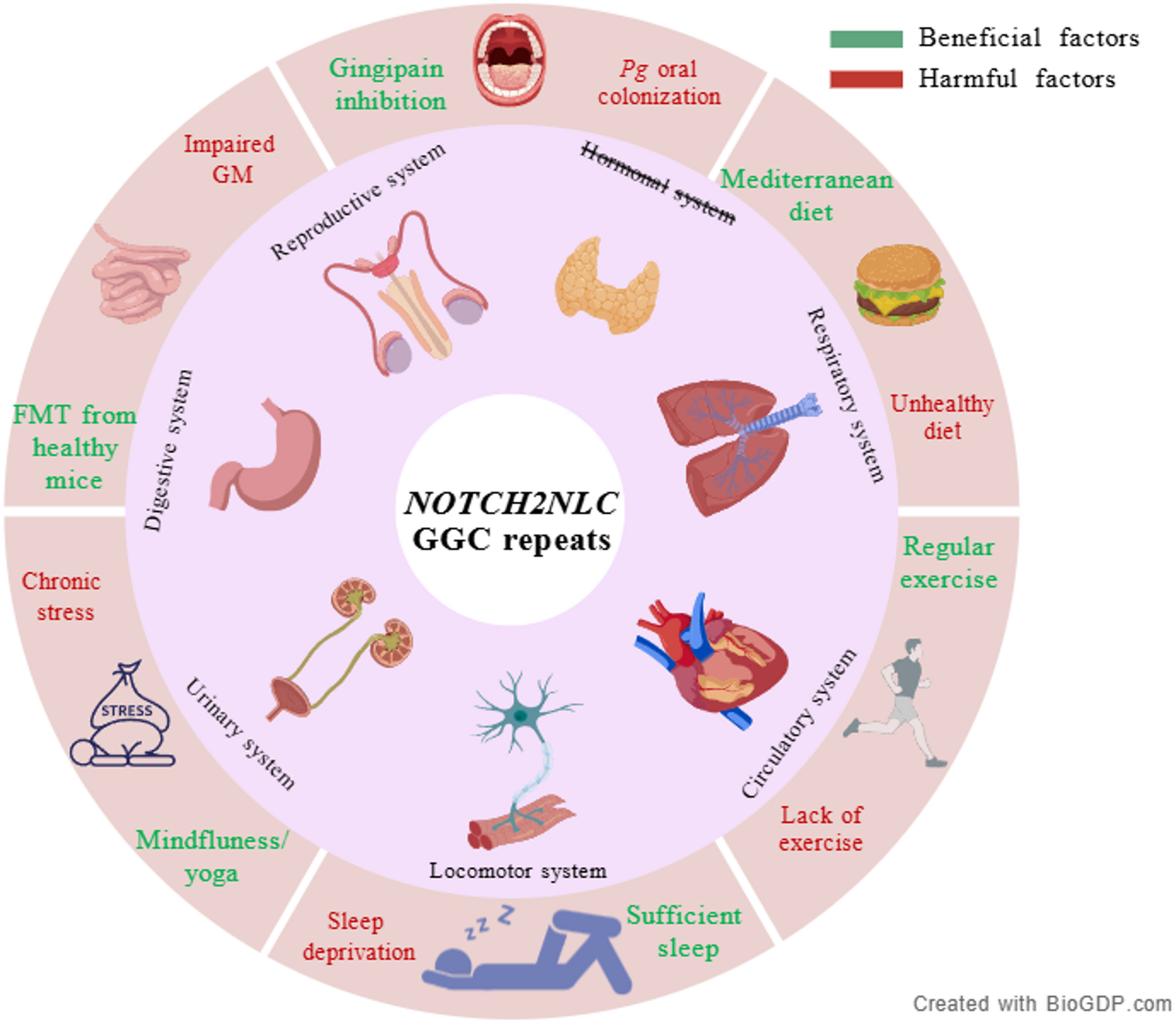 Inflammation in Neuronal Intranuclear Inclusion Disease (NIID): mechanisms, biomarkers, and therapeutic implications | Journal of Neuroinflammation