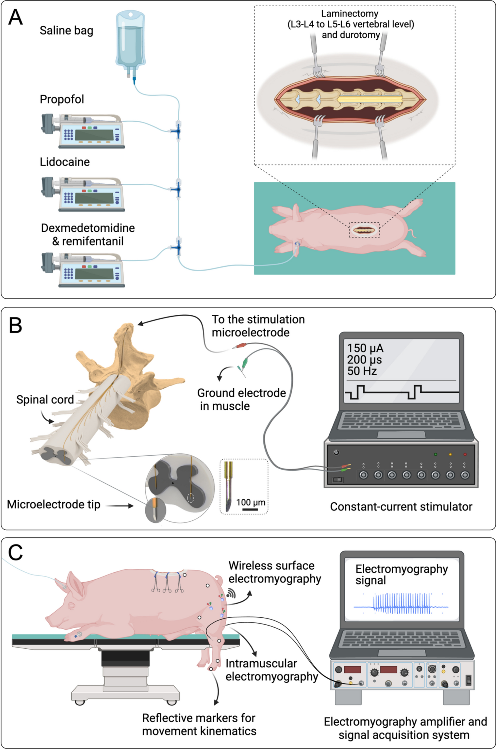 Functional motor mapping of domestic pig lumbar spinal cord using penetrating microelectrodes | Journal of NeuroEngineering and Rehabilitation