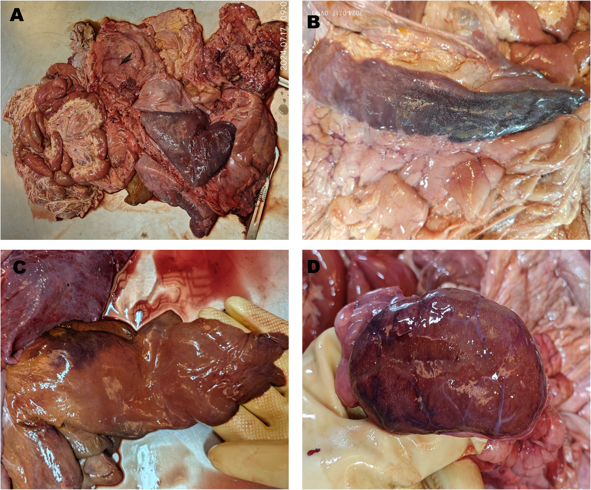 Isolation and genetic characterization of parvovirus from Bengal tiger in China | Virology Journal
