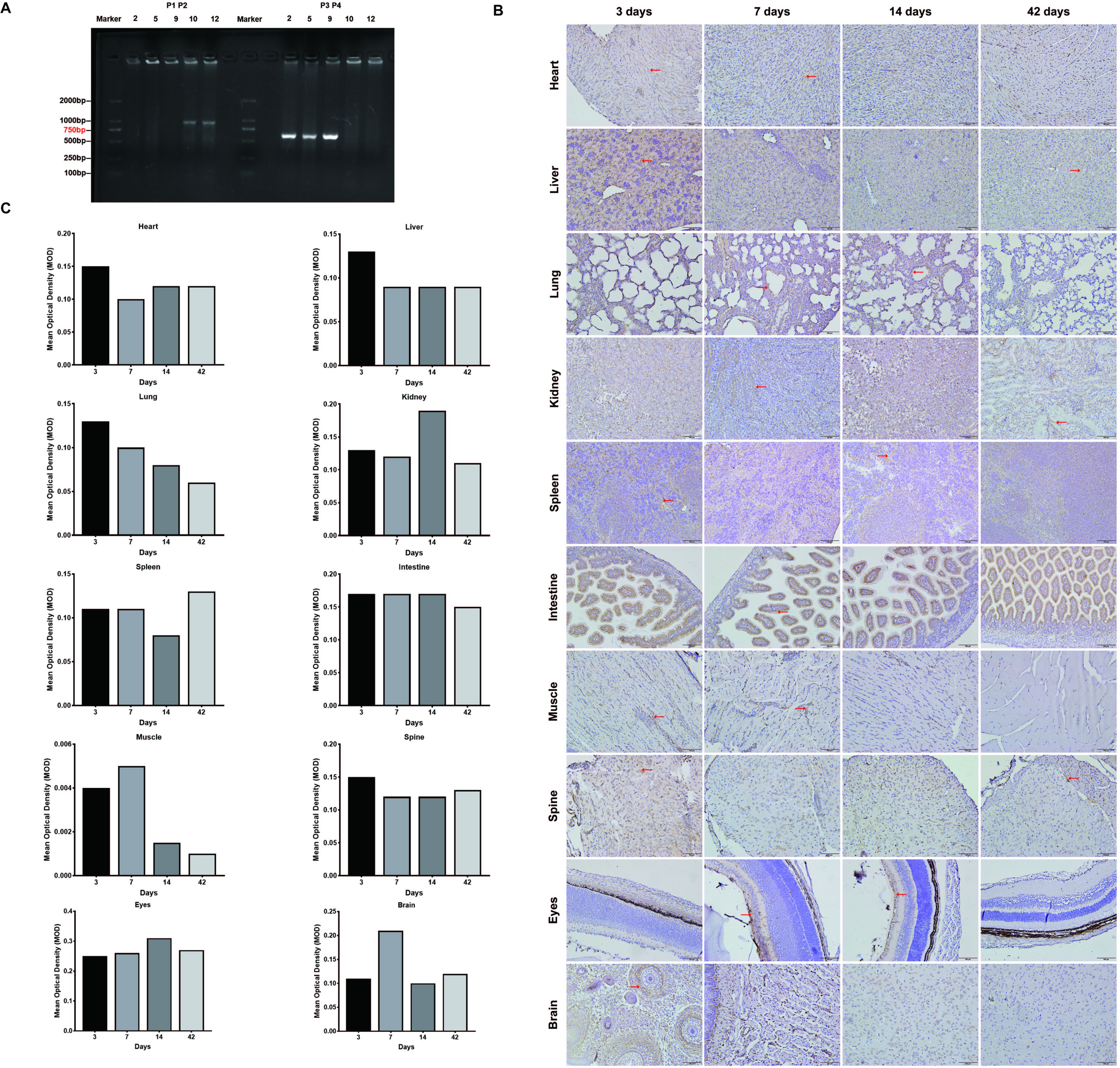 Establishment of disseminated neonatal echovirus 11 infection model in hFcRn transgenic mice | Virology Journal