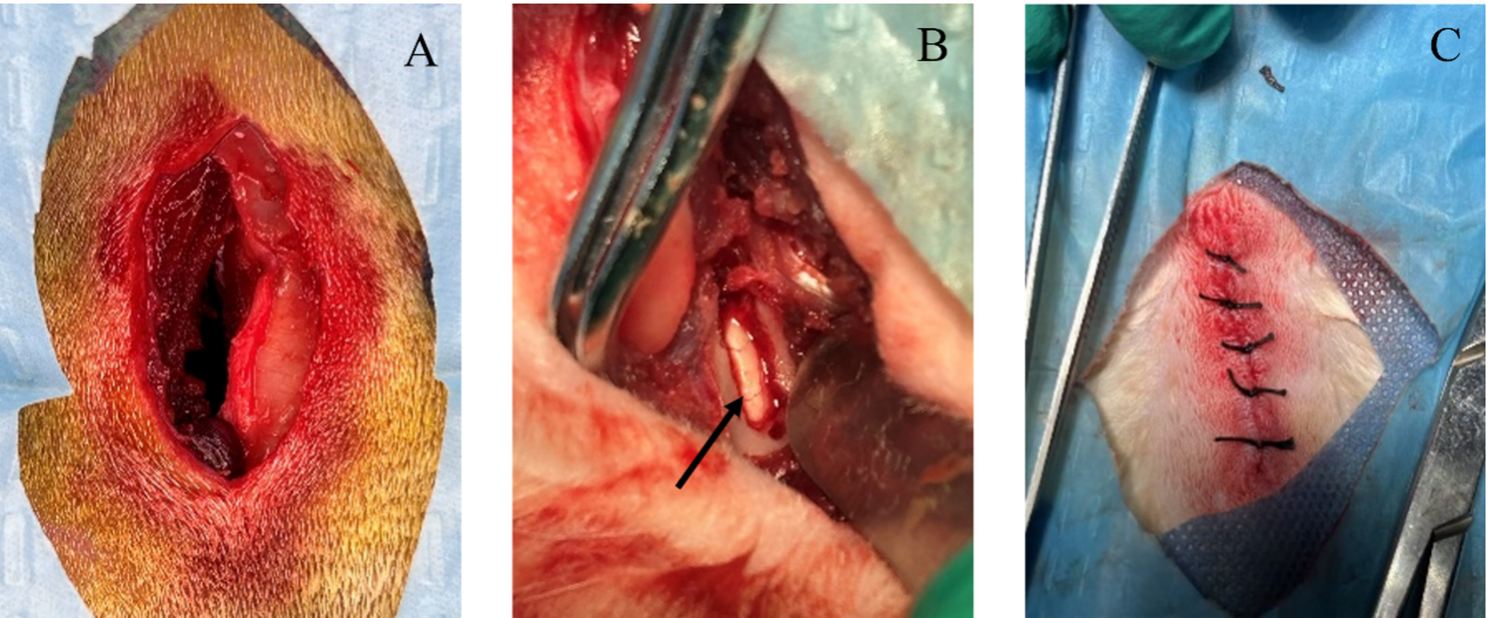 Establishment of a rabbit model for microscopically assisted posterior lumbar fenestration | Journal of Orthopaedic Surgery and Research