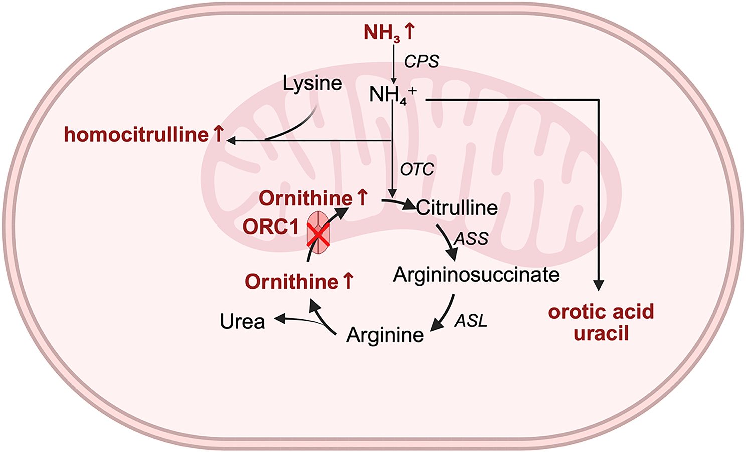 Liver transplantation can prevent the progression of neurological damage in hyperornithinemia-hyperammonemia-homocitrullinuria syndrome and maintain long-term metabolic stability — The largest single-center experience | Orphanet Journal of Rare Diseases