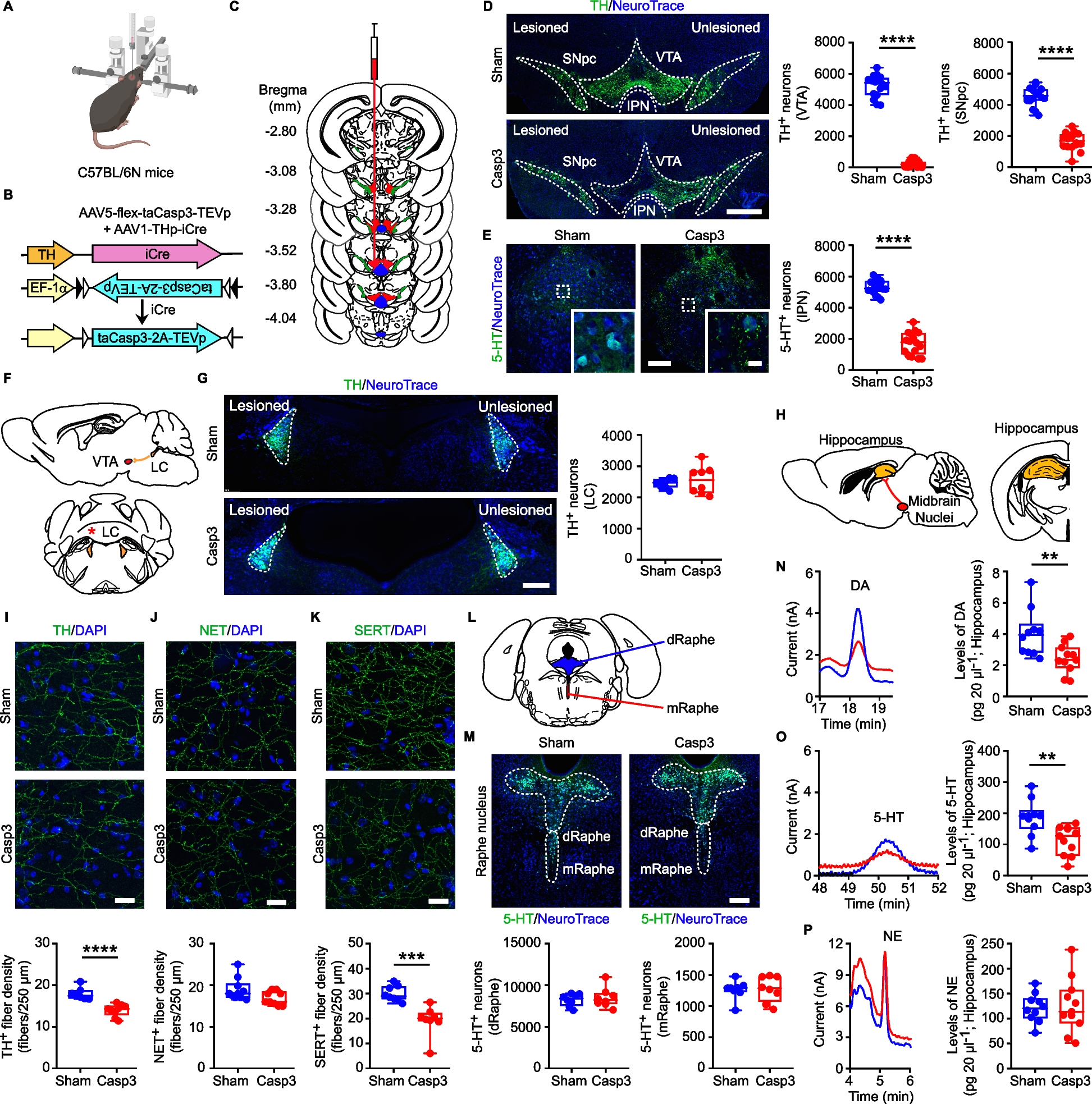 Midbrain degeneration triggers astrocyte reactivity and tau pathology in experimental Alzheimer’s Disease | Molecular Neurodegeneration