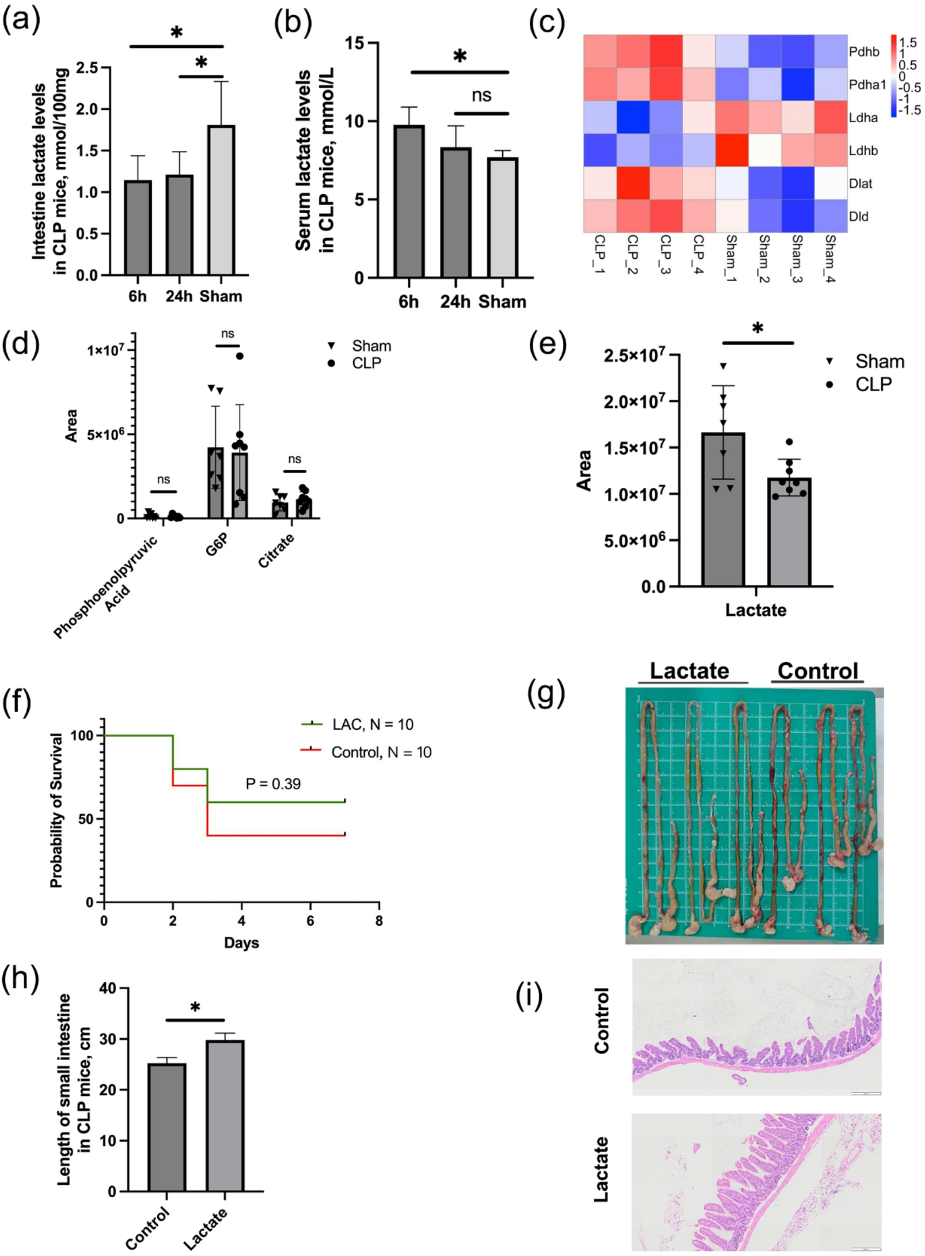 Intestinal lactate as a crucial molecular for intestinal epithelial cell renewal in sepsis | Critical Care