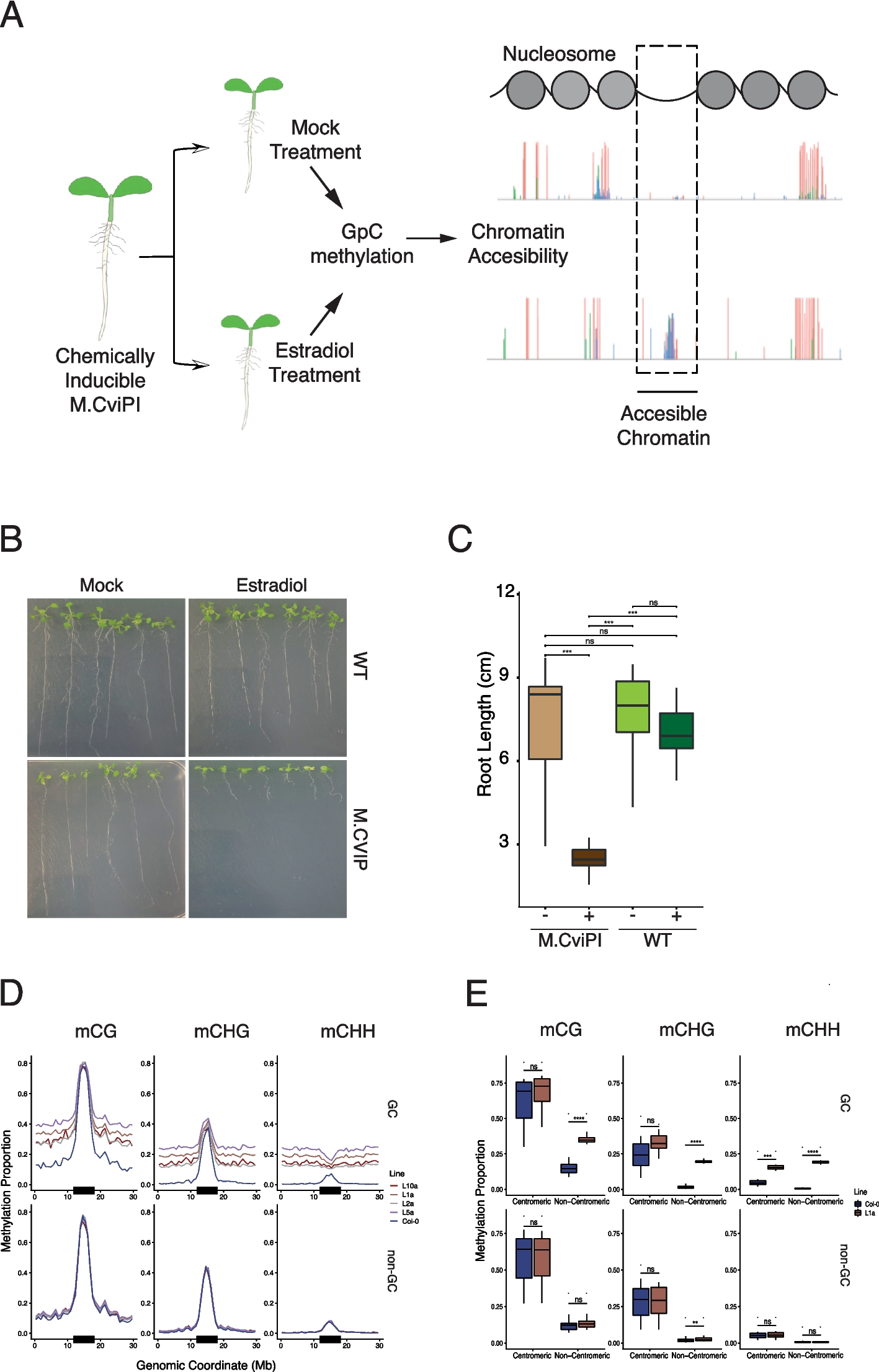 iNOME-seq: in vivo simultaneous genome-wide mapping of chromatin accessibility, nucleosome positioning, DNA-binding protein sites, and DNA methylation in Arabidopsis | Genome Biology