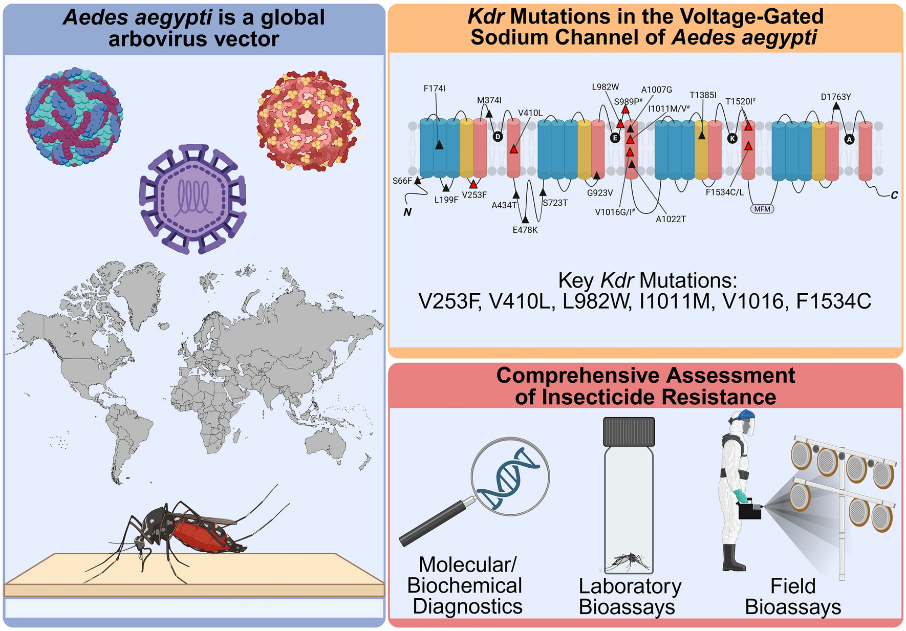 Pyrethroid resistance in Aedes aegypti: genetic mechanisms worldwide, and recommendations for effective vector control | Parasites & Vectors