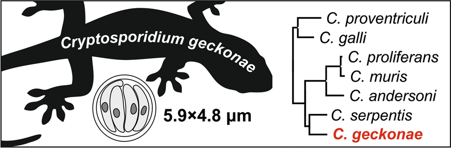 Cryptosporidium geckonae n. sp. (Apicomplexa: Cryptosporidiidae) in geckos | Parasites & Vectors