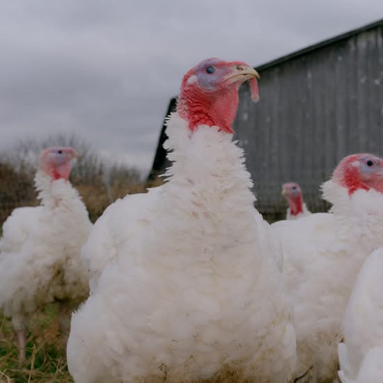 Bird flu is back. After a quiet summer, the virus has hit dozens of poultry flocks, killing nearly seven million farmed birds in the U.S. since the beginning of September. Among them: about 1.3 million turkeys, putting pressure on the run-up to Thanksgiving. – facebook.com