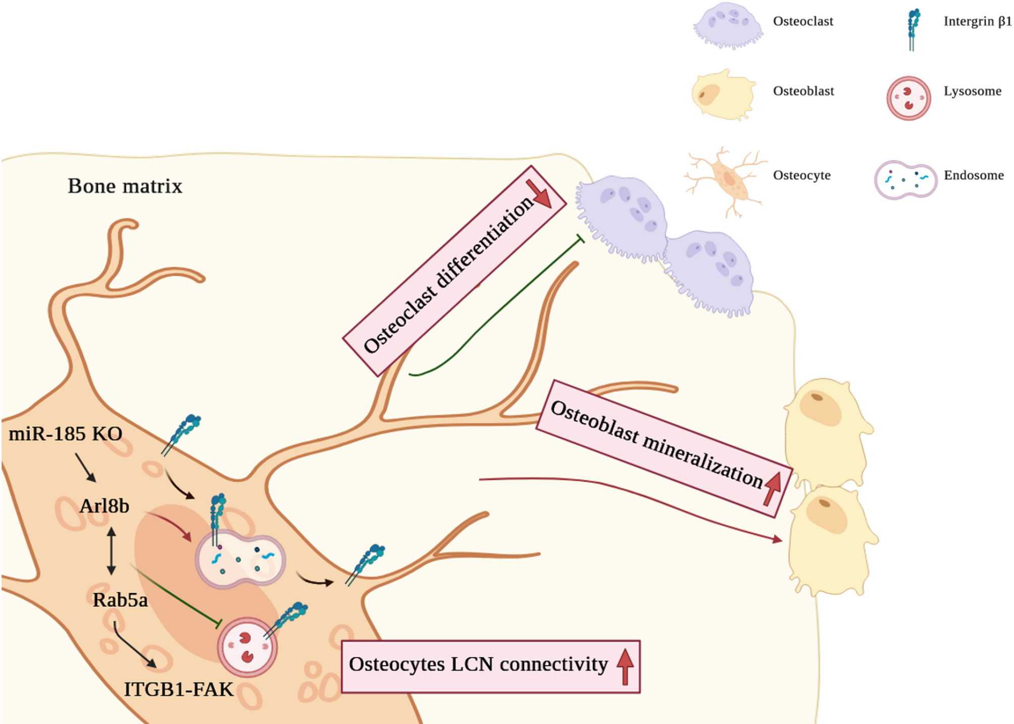 Depletion of mmu-miR-185 enhances osteocyte connectivity and suppresses bone fragility through the interaction between ARL8B and RAB5A | Stem Cell Research & Therapy
