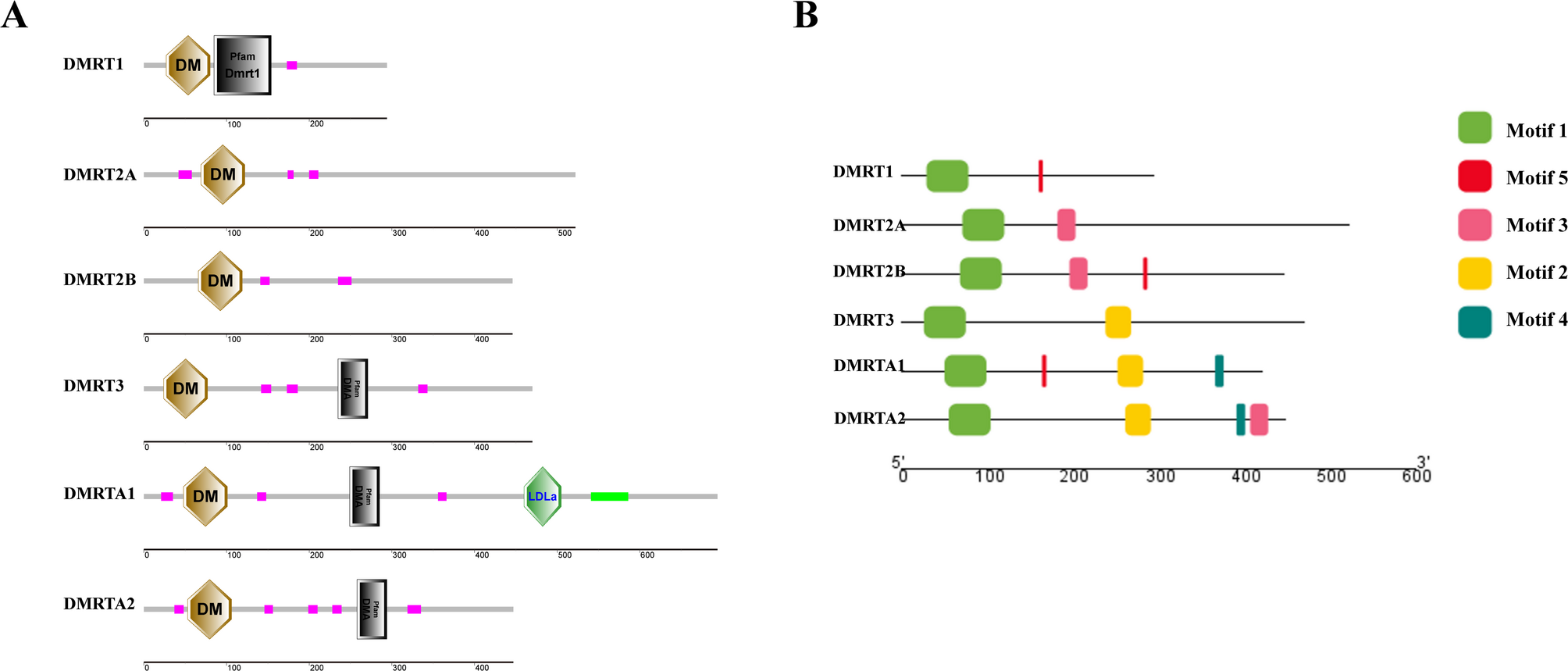 Genome-wide investigation of the dmrt gene family reveals new insight into the gonad development in Plectropomus leopardus: dmrt2a regulate the development of oocytes | Biology of Sex Differences