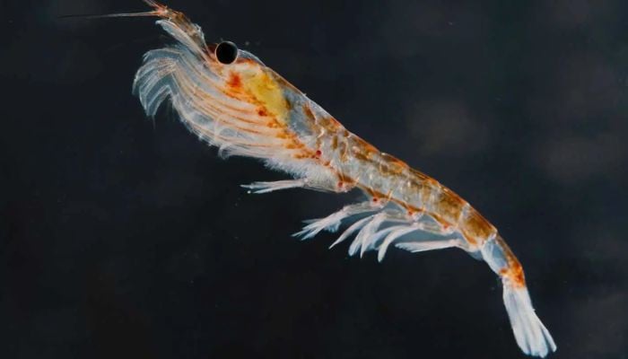 Study reveals Antarctic krill produce three times more food boluses due to microplastics