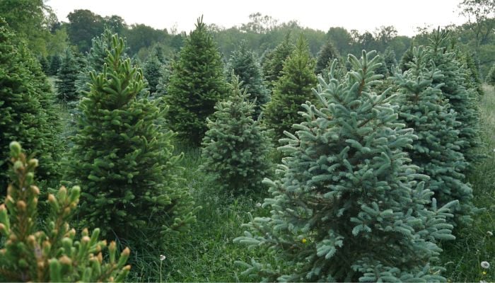 Spruce trees store hidden gold in their needles, study finds