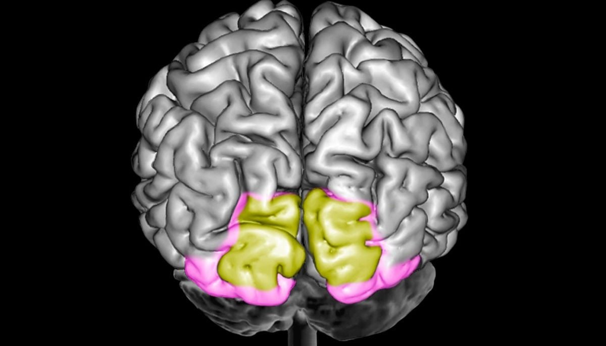 Surprising brain cells found to play key role in storing emotional memories