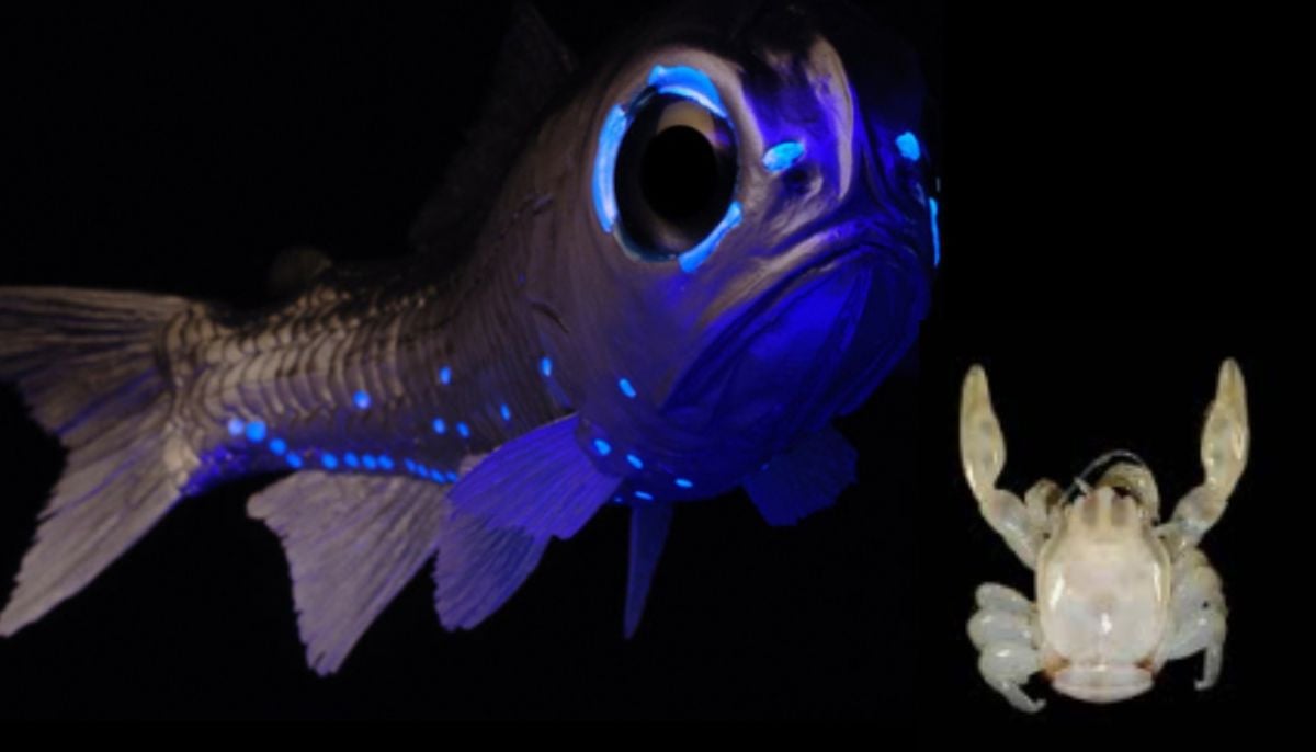 Glow-in-the-dark shark, pearl white ghost crab discovered in Australia