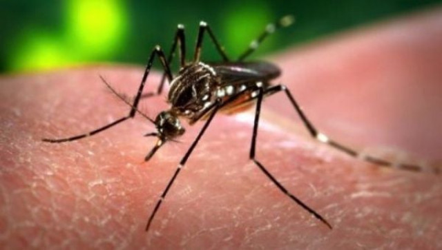 Chikungunya outbreak declared in Peshawar’s Sufaid Dheri