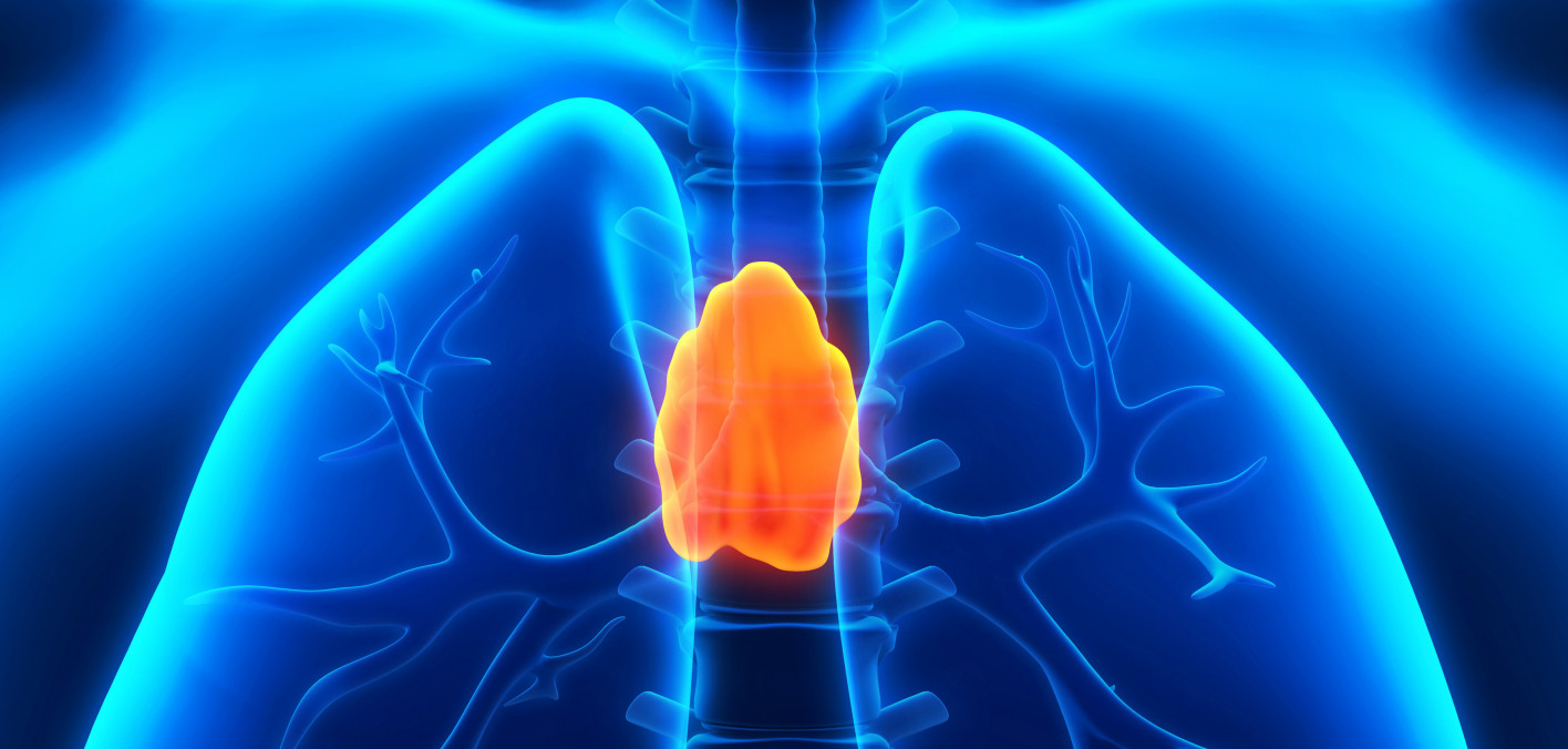 Study Shows Thymic Health is Linked to Cancer Patients’ Response to Immunotherapy