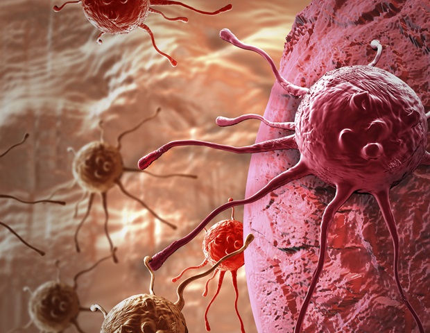 Engineered Salmonella therapy delivers immune payloads to combat cancer